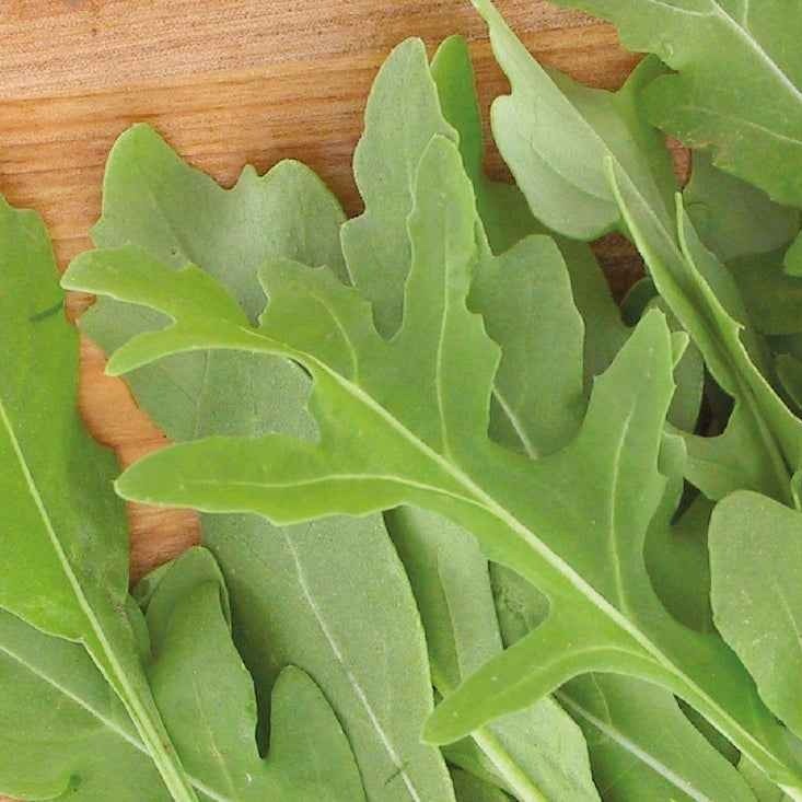 Rucola 'Rocky Wild' - BIO