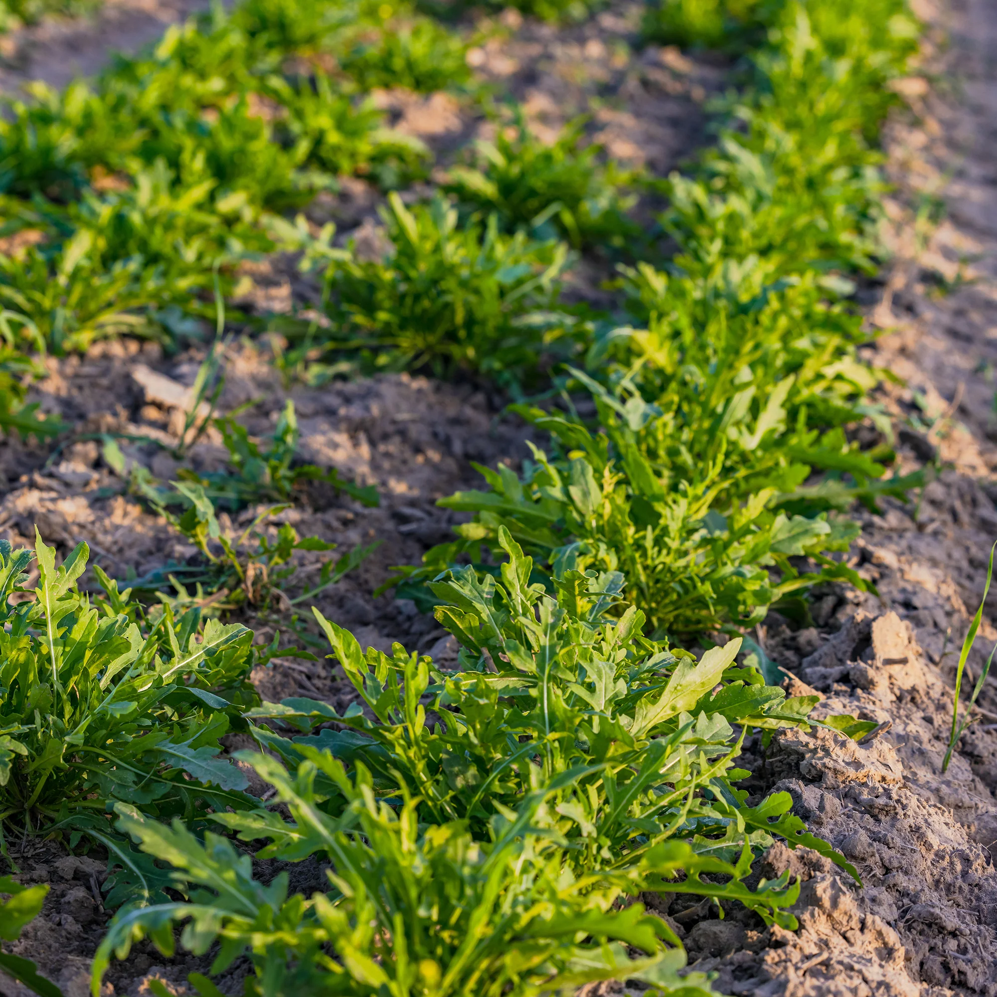 Rucola 'Rocky Wild' - BIO - Image 2