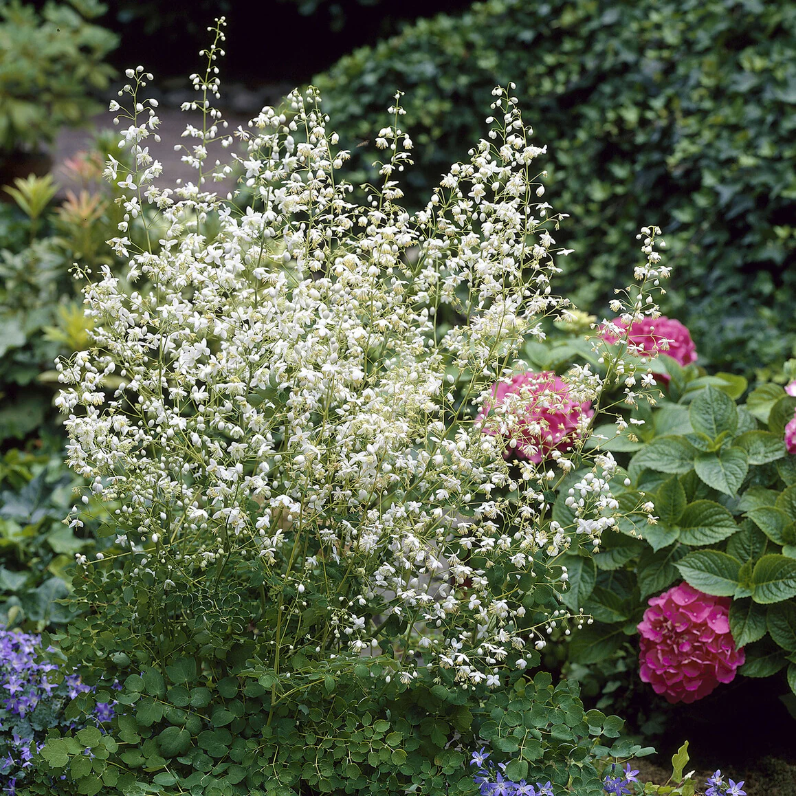 Ruit Delavay Album - Image 3