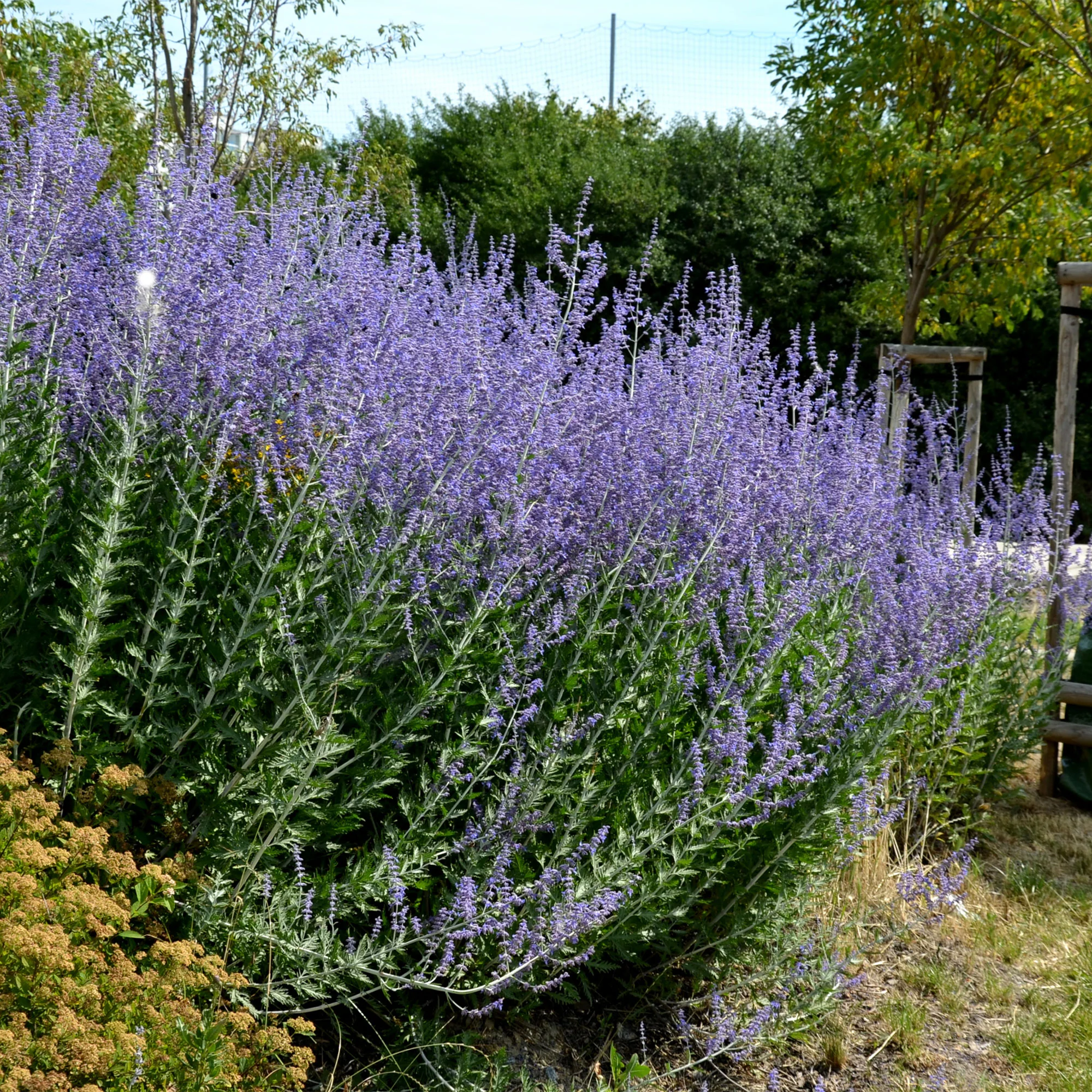 Russische salie 'Blue Spire' - Image 3