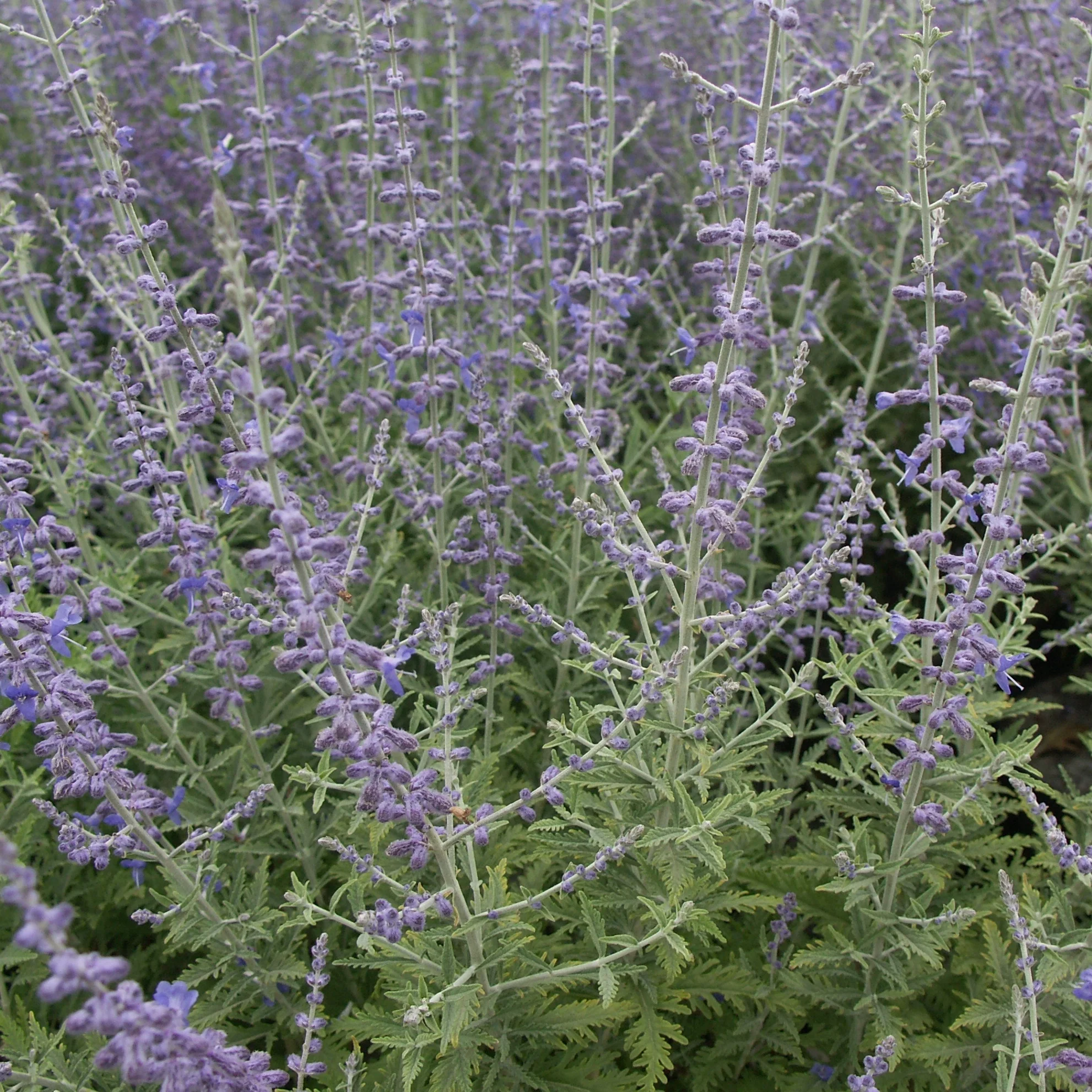 Russische salie 'Blue Spire' - Image 4