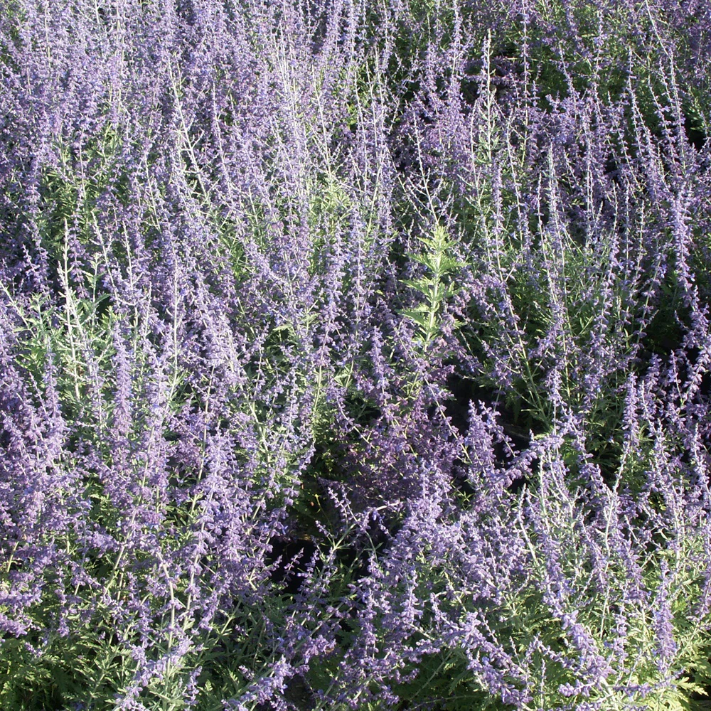 Russische salie 'Blue Spire' - Image 5