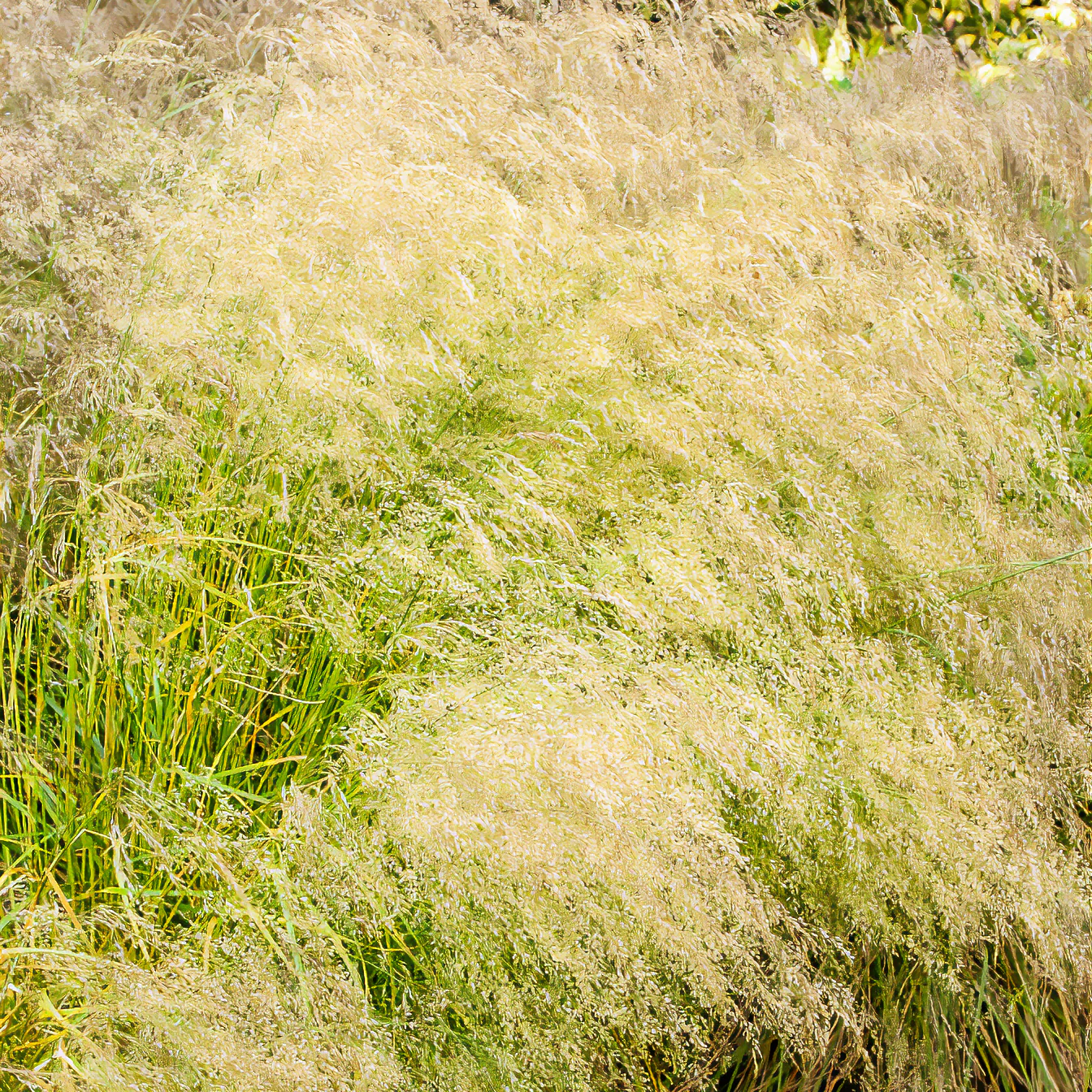 Ruwe smele