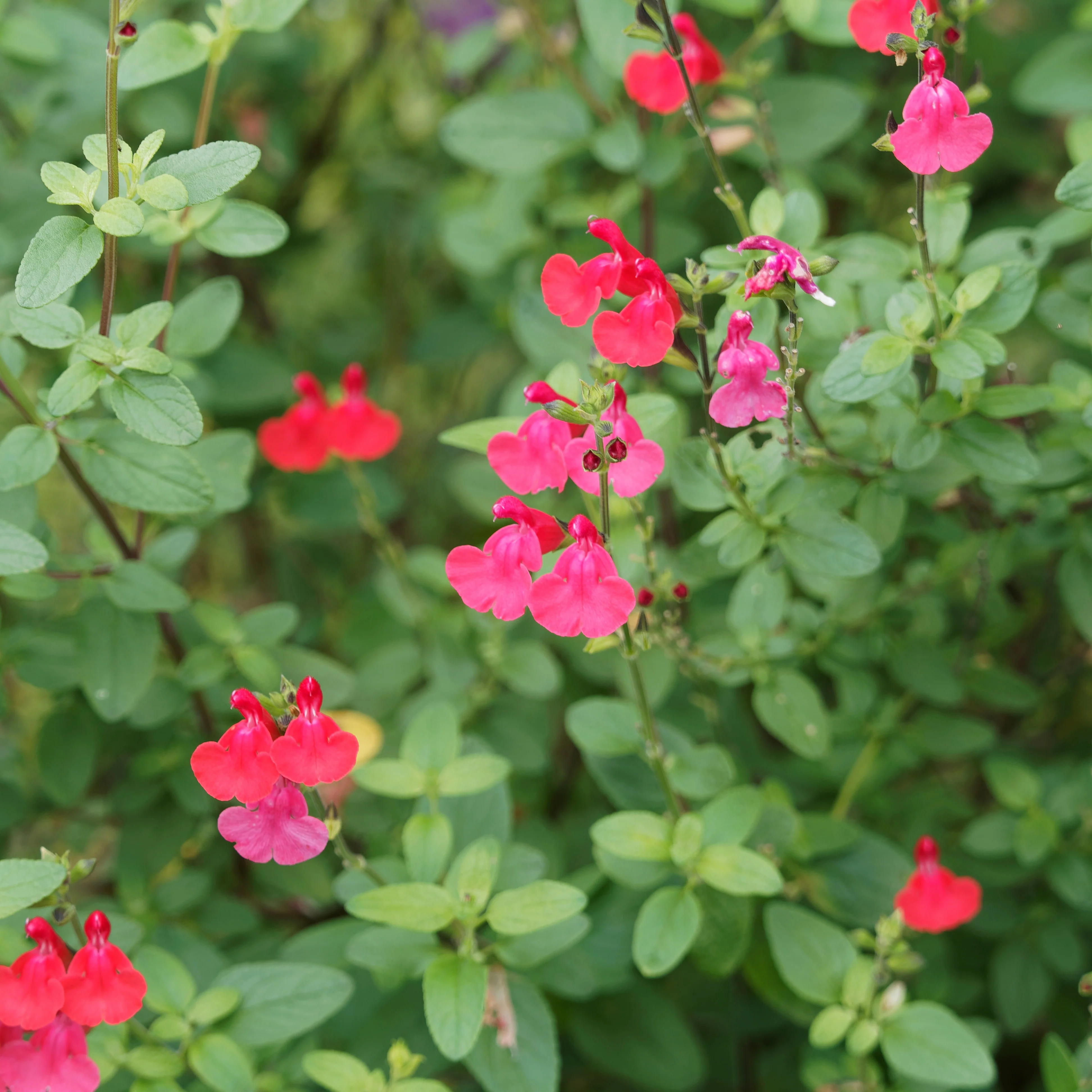 Salie 'Grahamii'