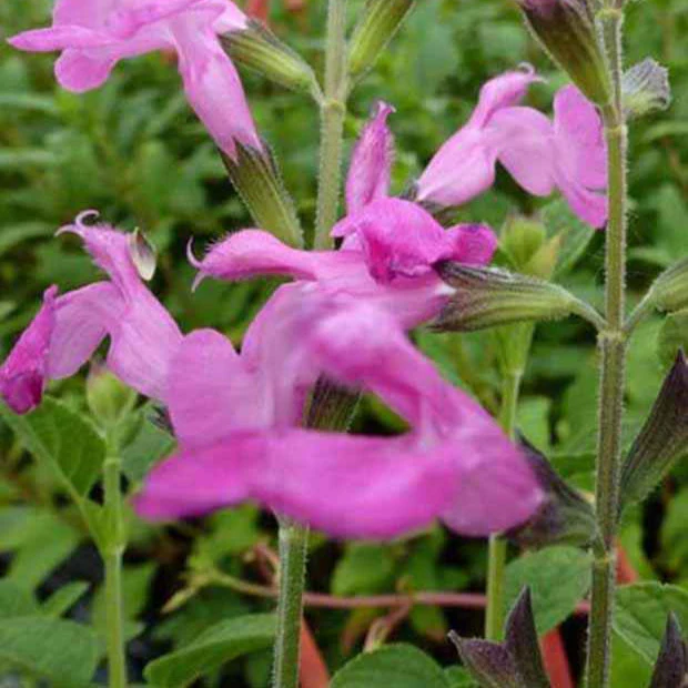 Salie 'Pink Beauty' - Image 2