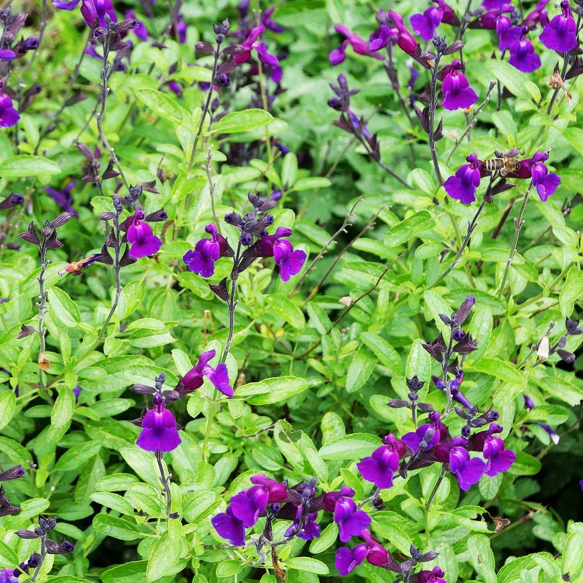 Miniatuur 1