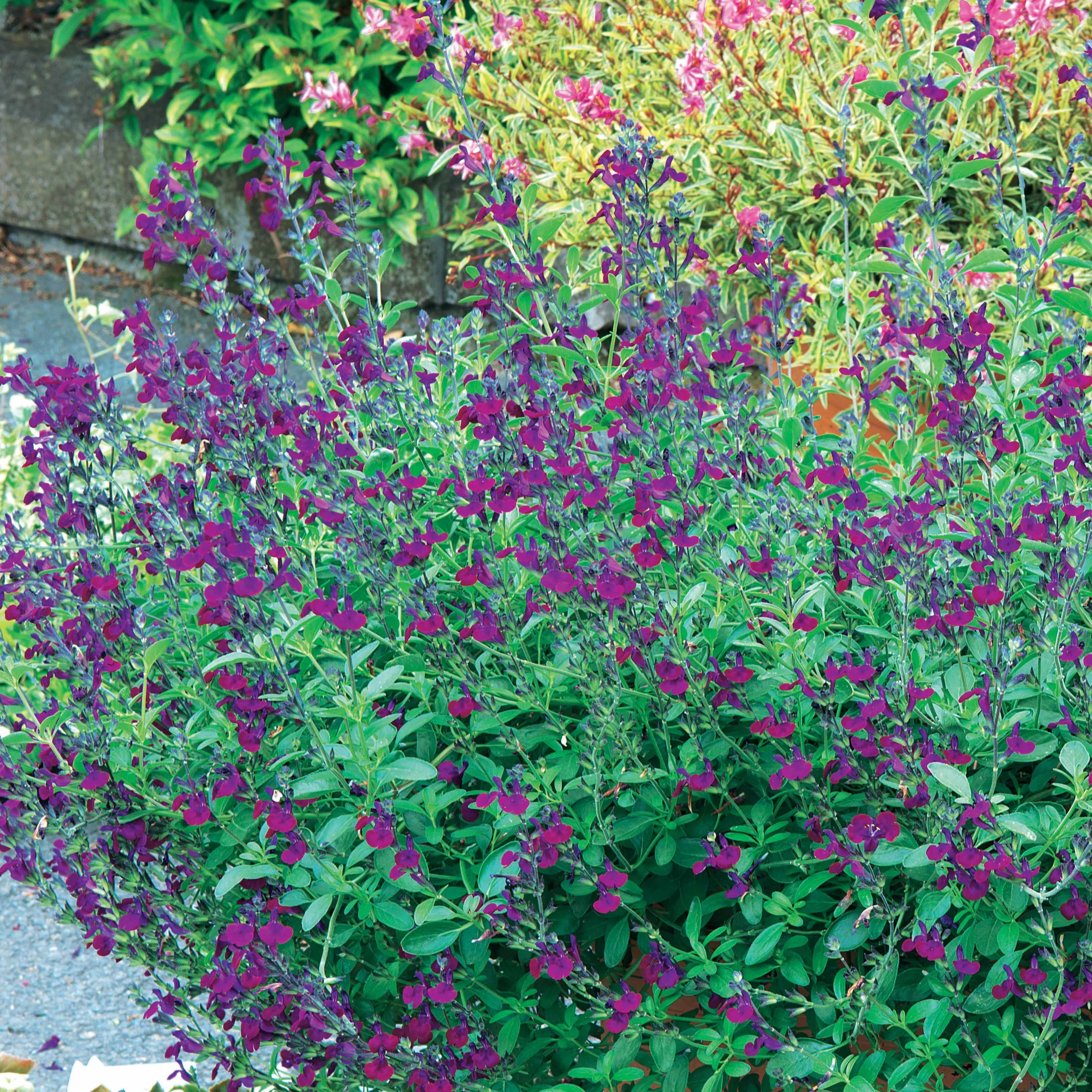 Salie 'Violette de Loire' - Image 3