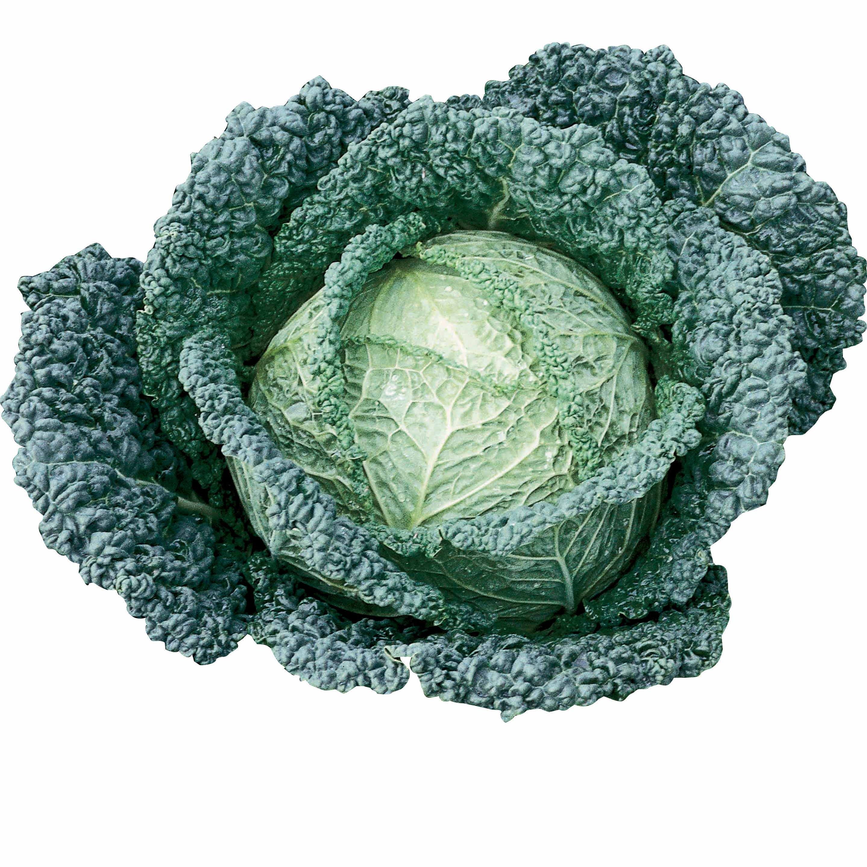 Savooiekool 'Capriccio F1'