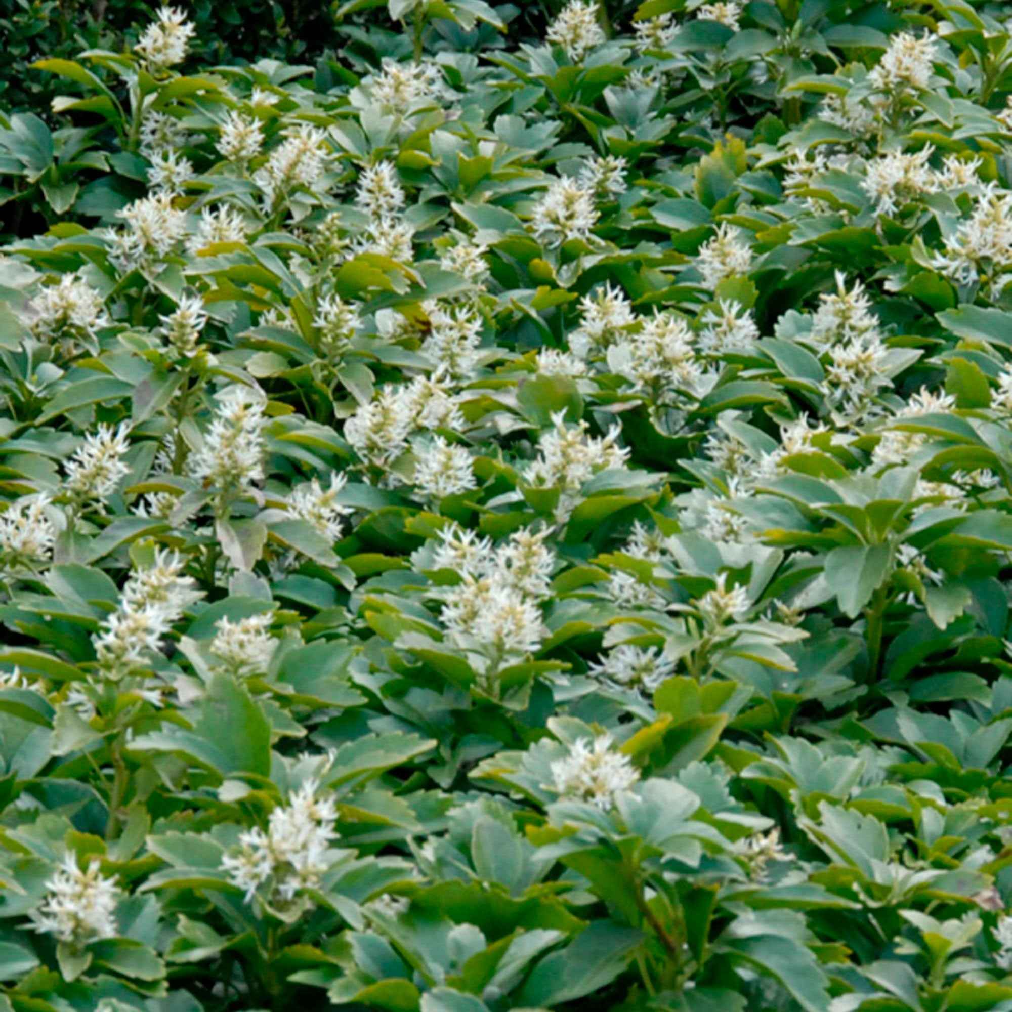 Schaduwkruid - Image 4