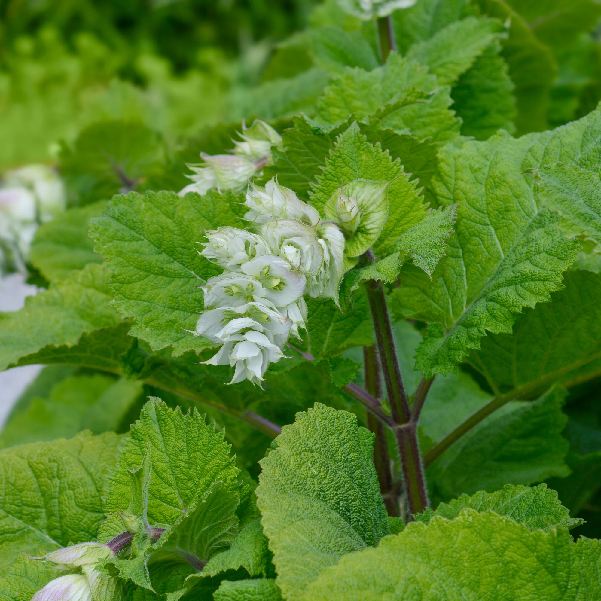 Scharlei 'Vatican White'