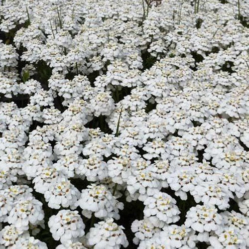Scheefbloem Schneeflocke