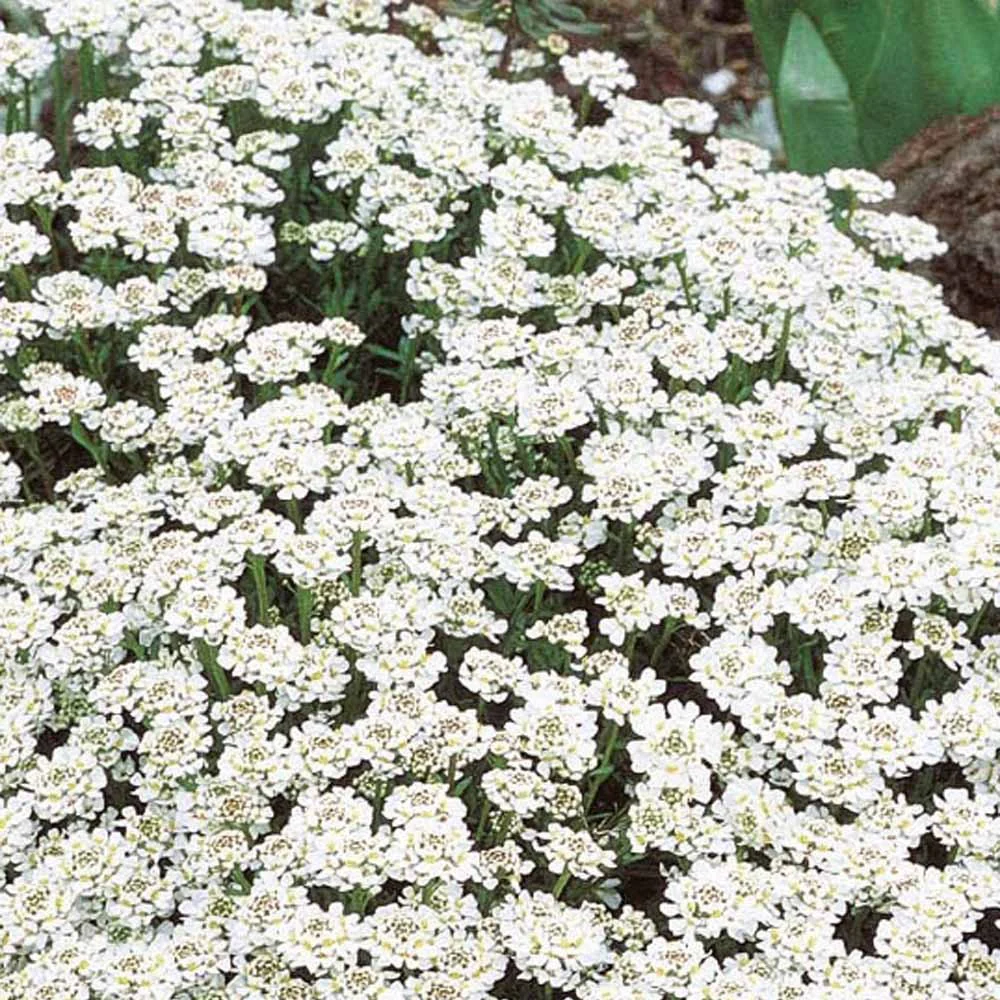 Iberis Scheefbloem