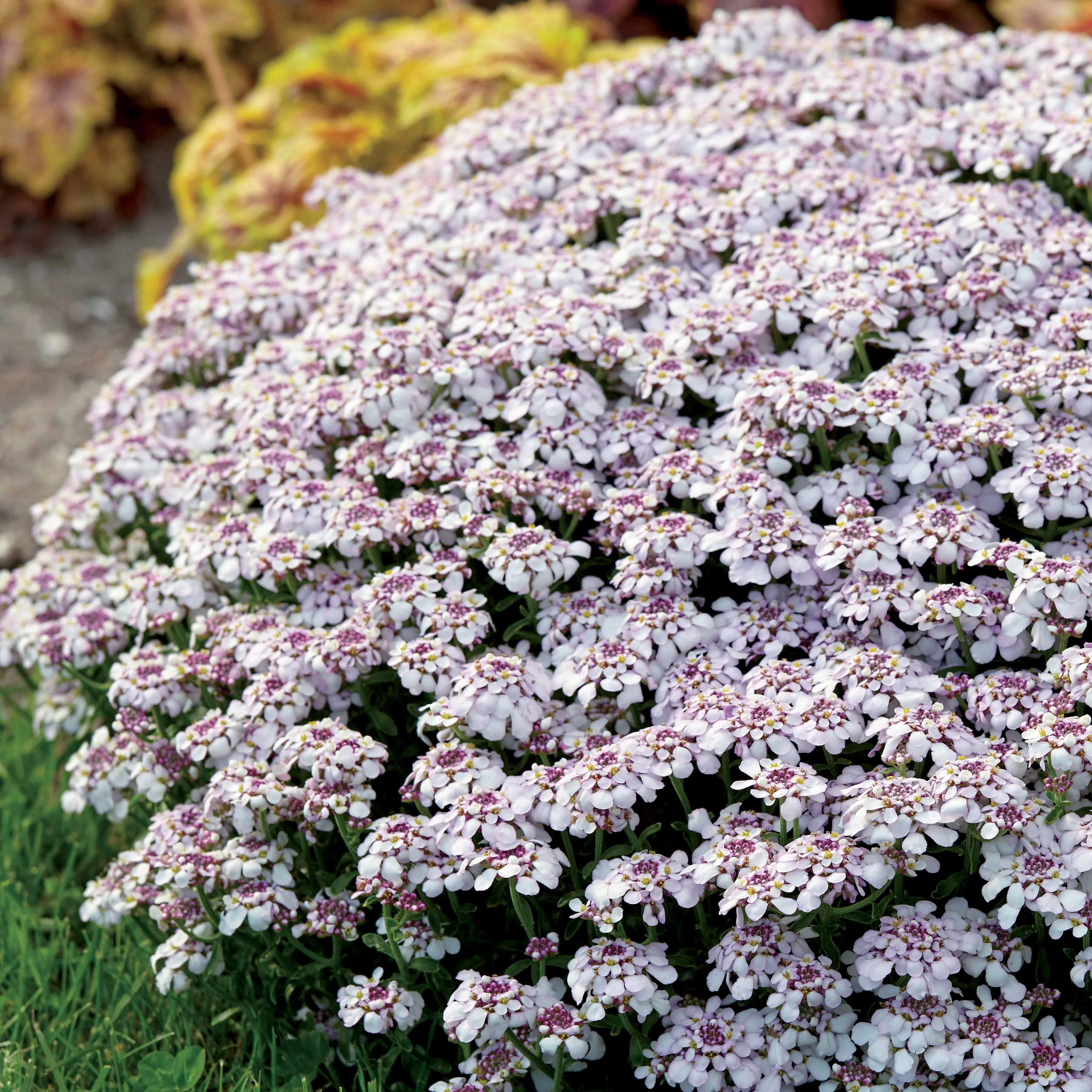 Scheefbloem 'Pink Ice'