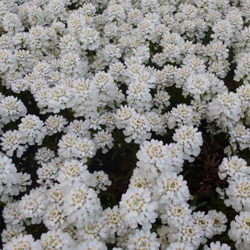 Scheefbloem Thlaspi Appen-Etz (x3)