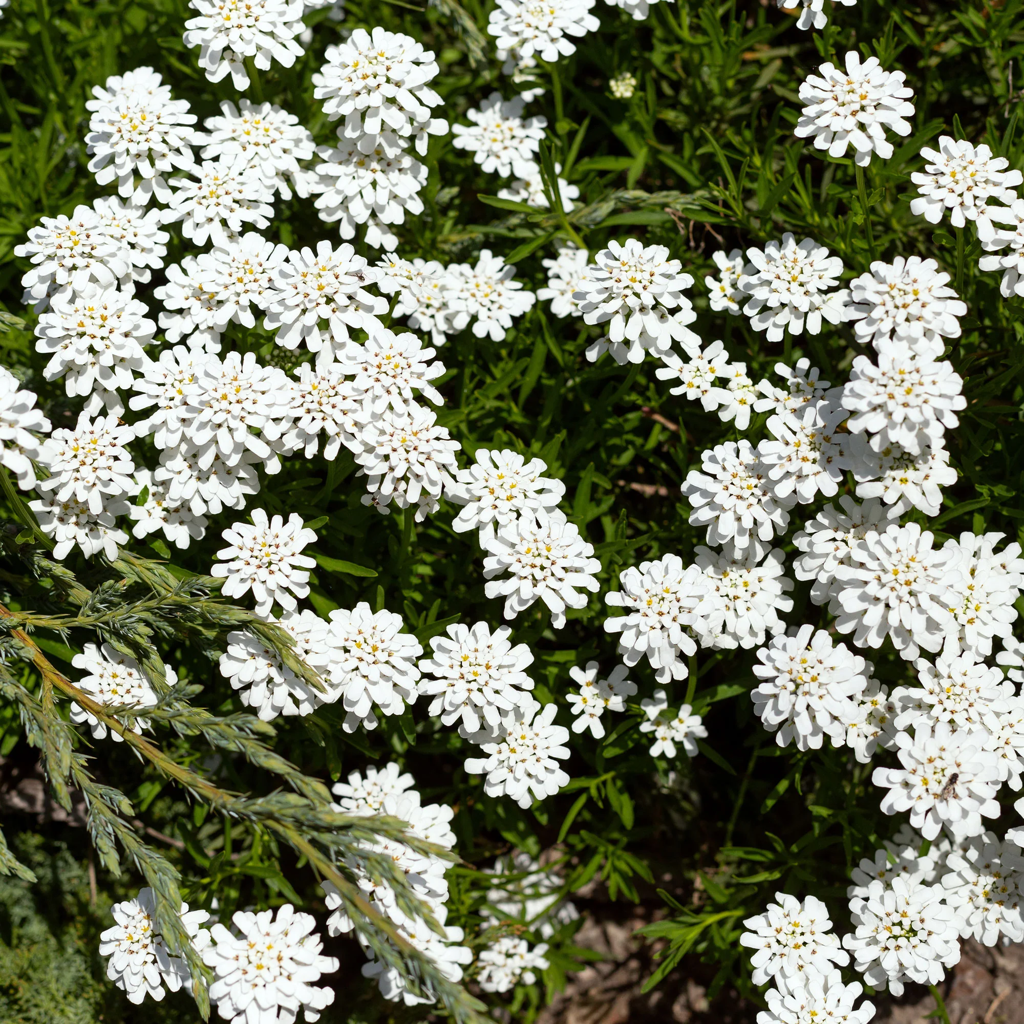 Scheefbloem 'Weisser Zwerg'