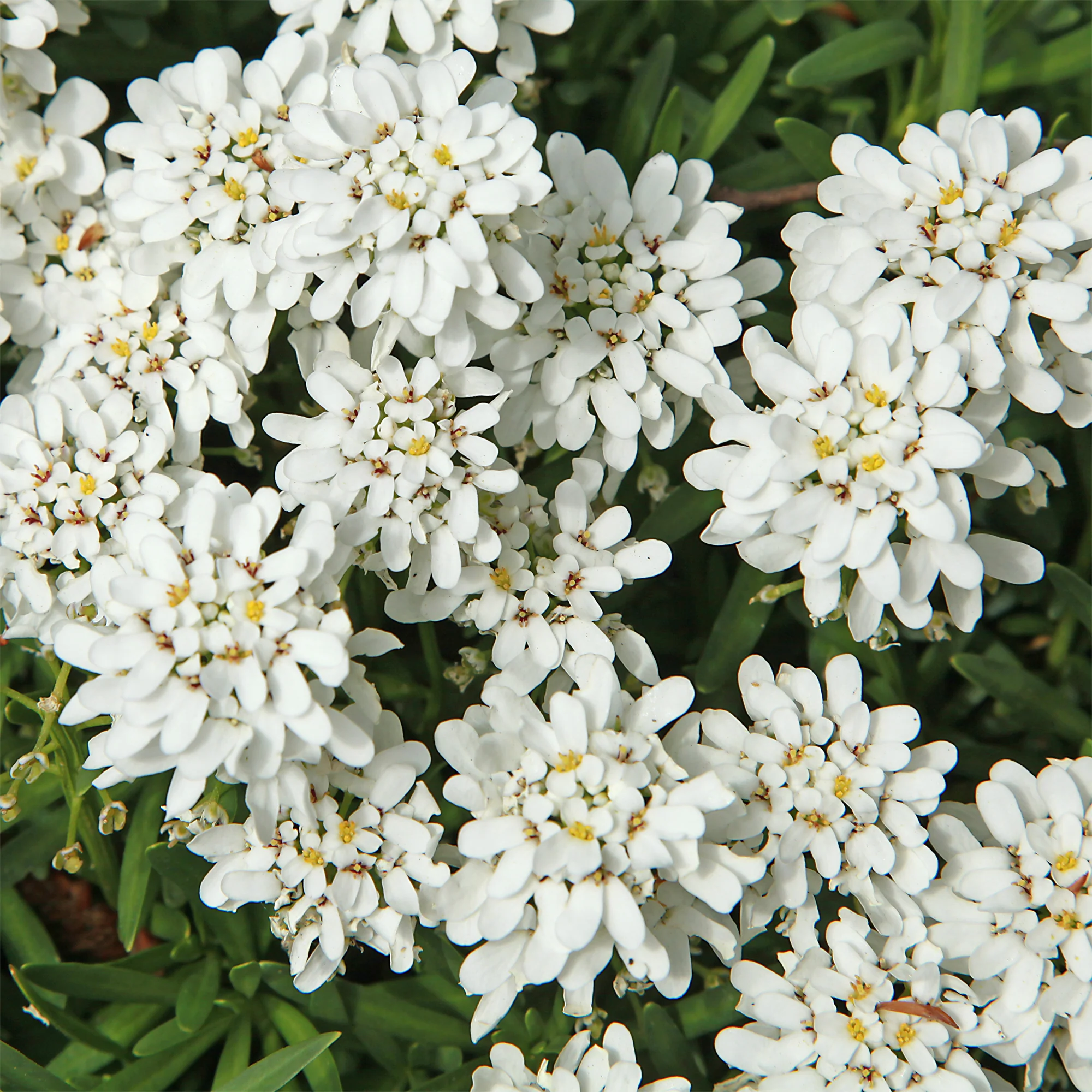 Scheefbloem 'Weisser Zwerg' - Image 2