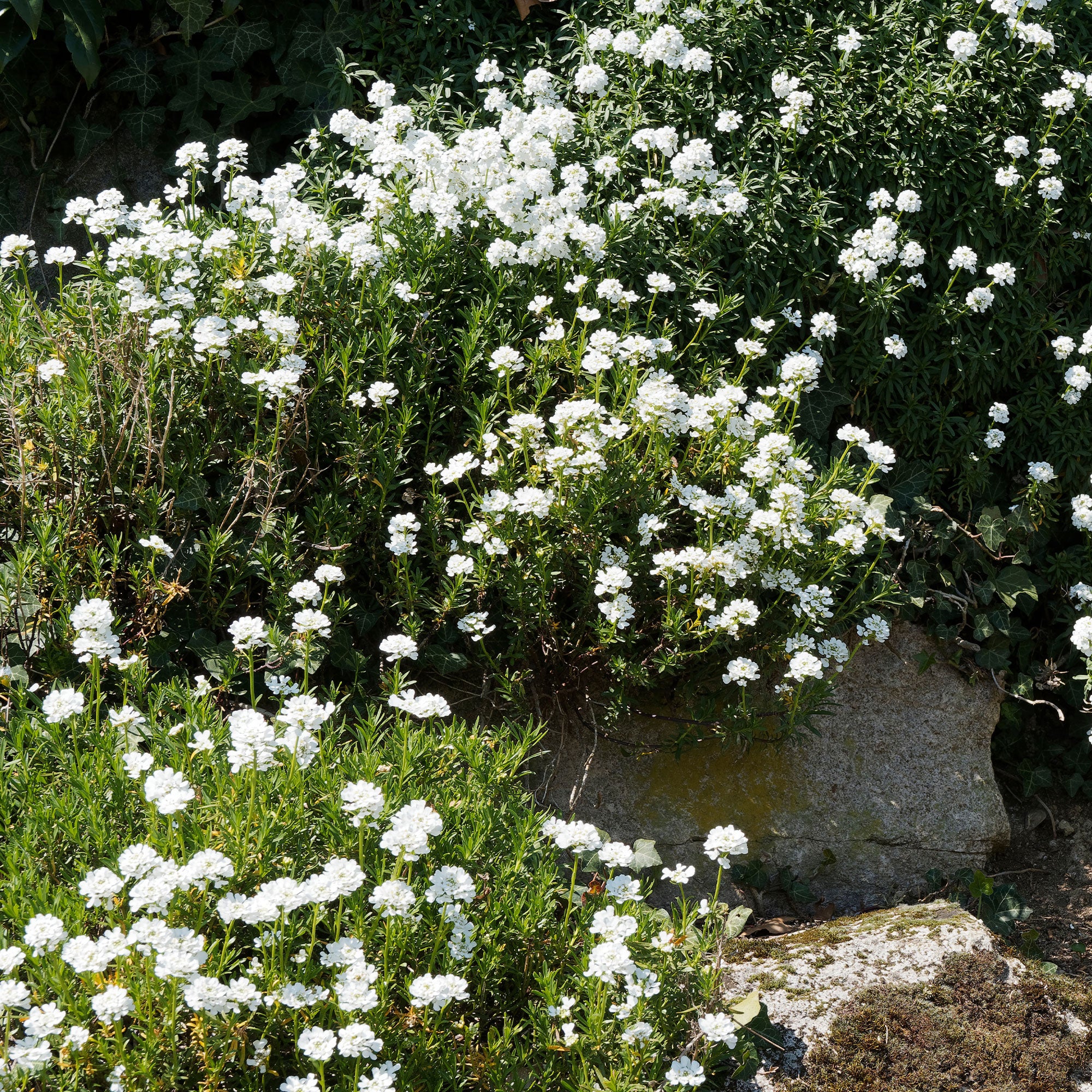 Scheefbloem 'Weisser Zwerg' - Image 3