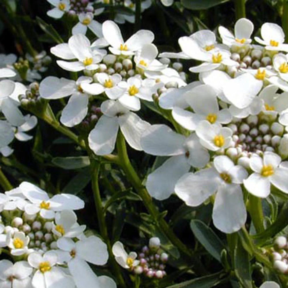 Scheefbloem 'Weisser Zwerg' - Image 4