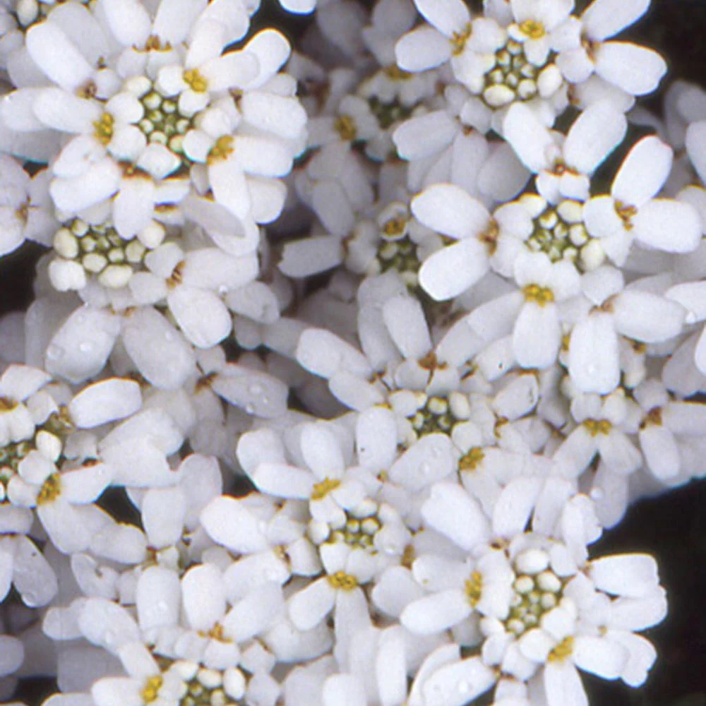 Scheefbloem 'Weisser Zwerg' - Image 5