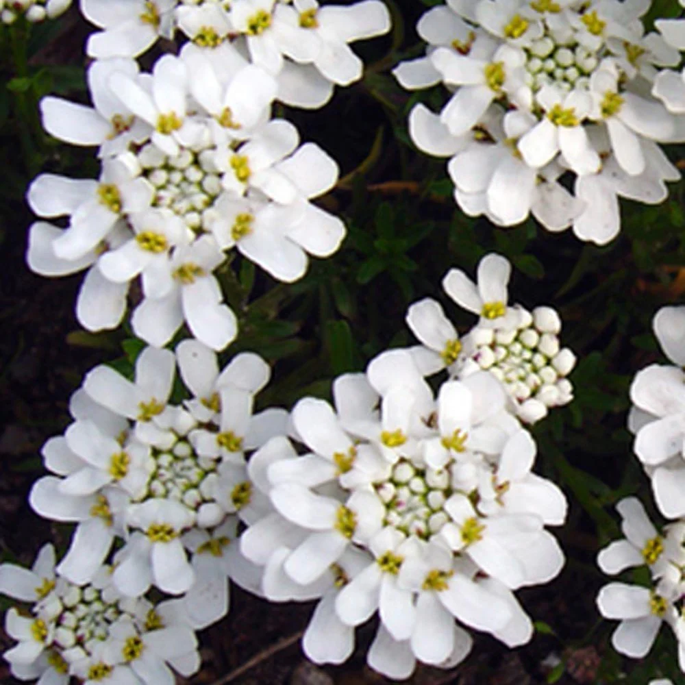 Scheefbloem 'Weisser Zwerg' - Image 6