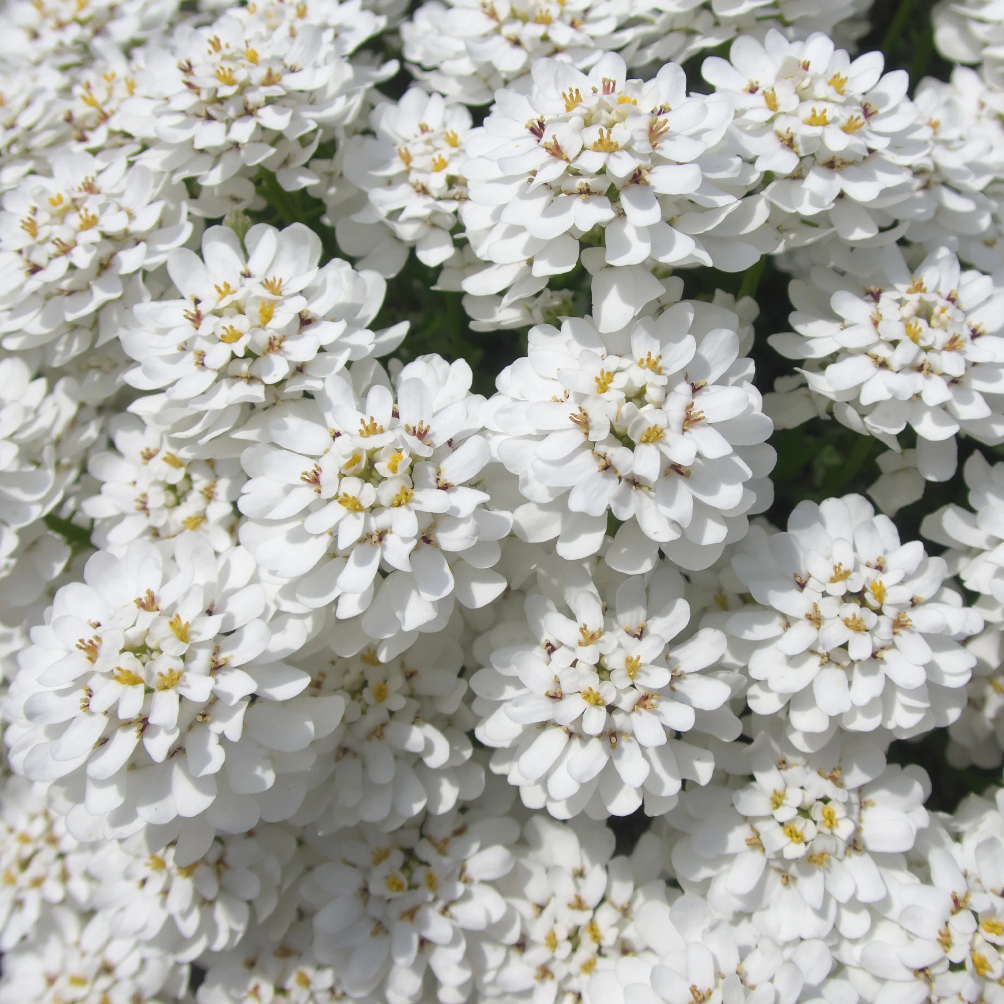Scheefkelk 'Snowflake' - Image 2