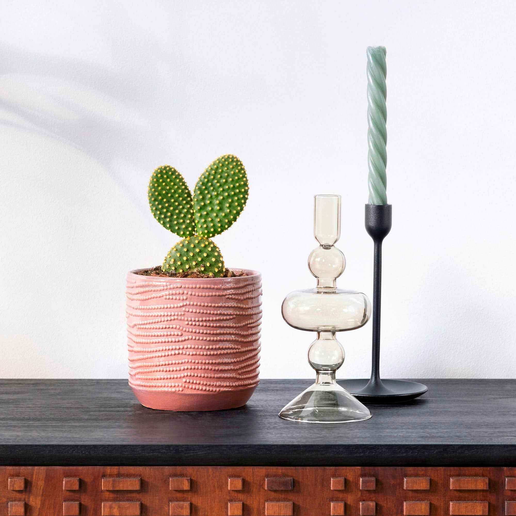 Schijfcactus Opuntia microdays
