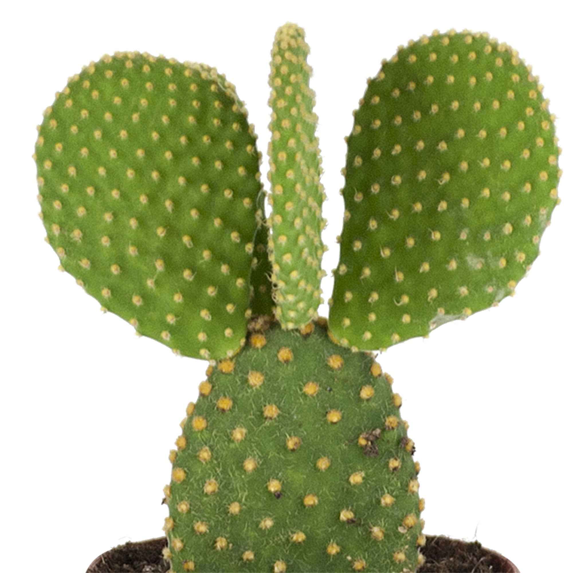 Schijfcactus Opuntia microdays - Image 2