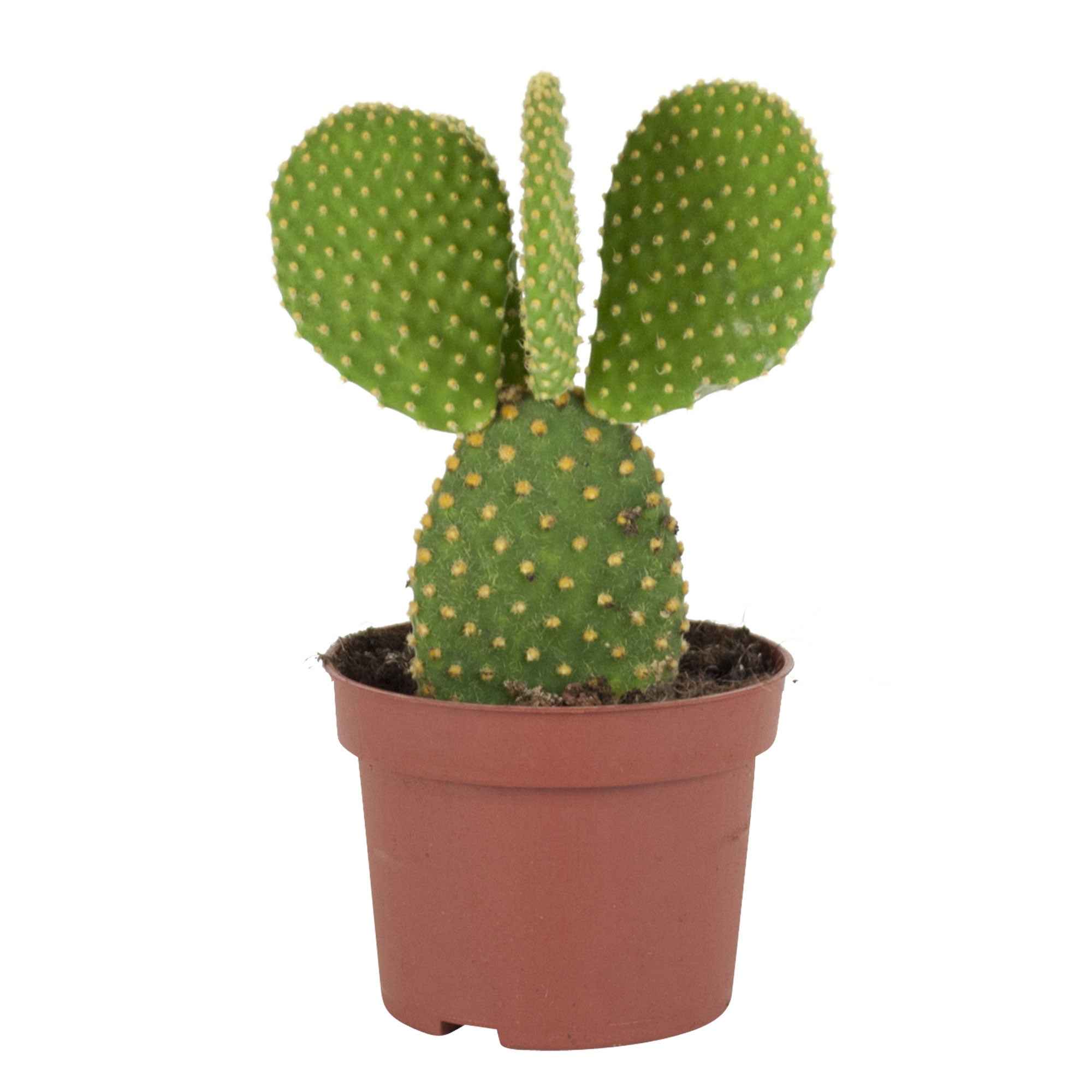 Schijfcactus Opuntia microdays - Image 3