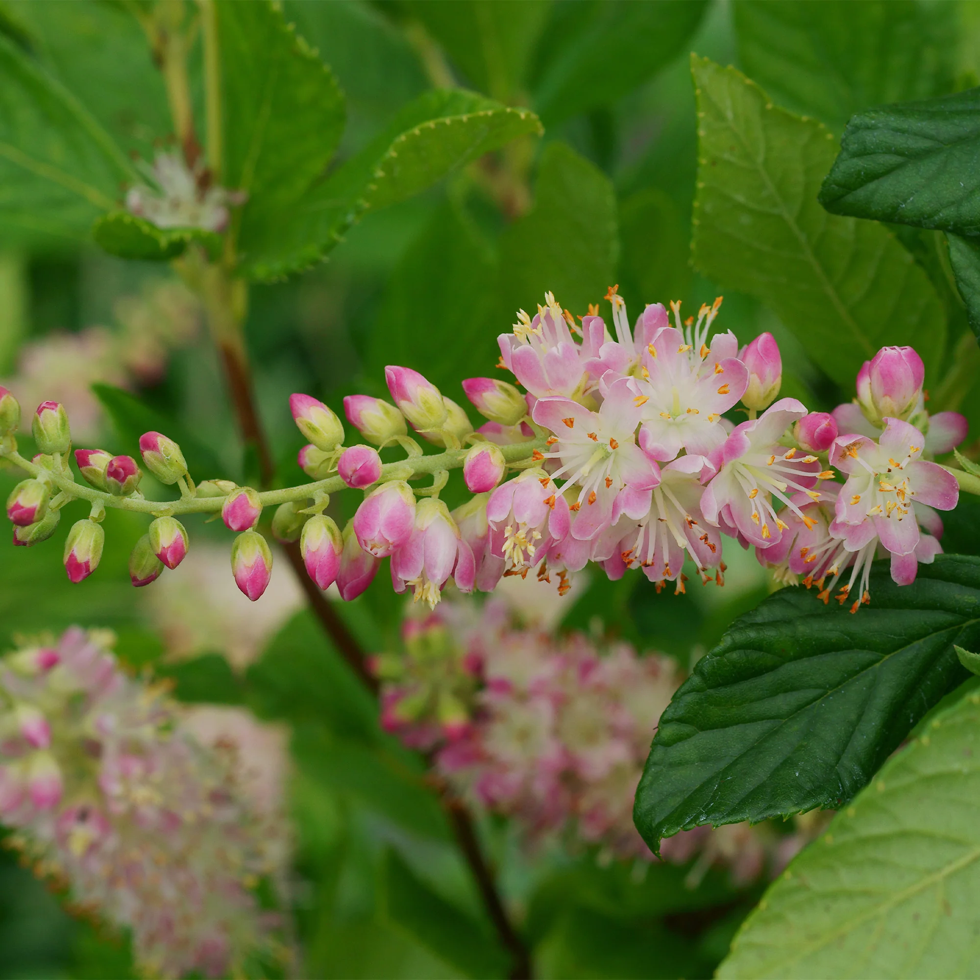 Schijnels 'Pink Spire'