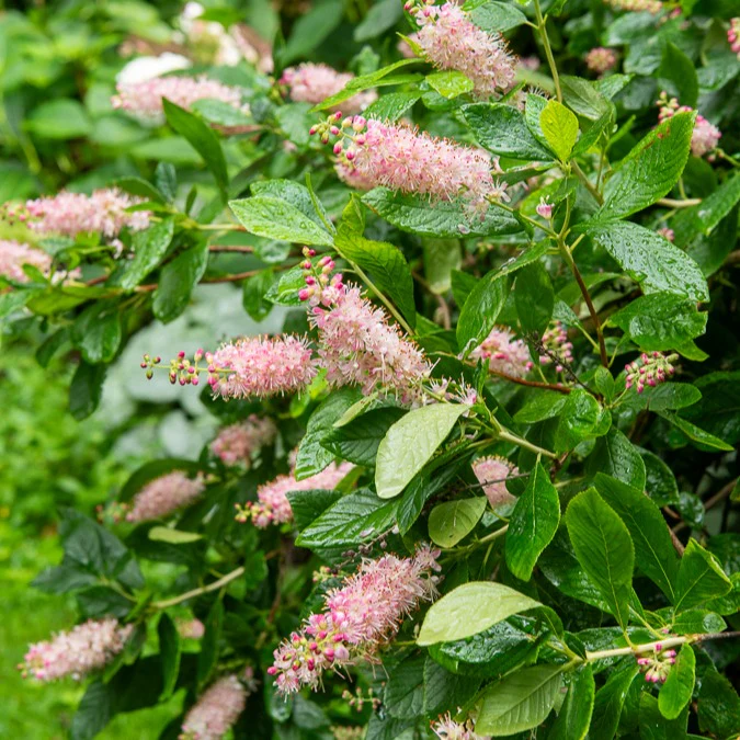 Schijnels 'Pink Spire' - Image 2