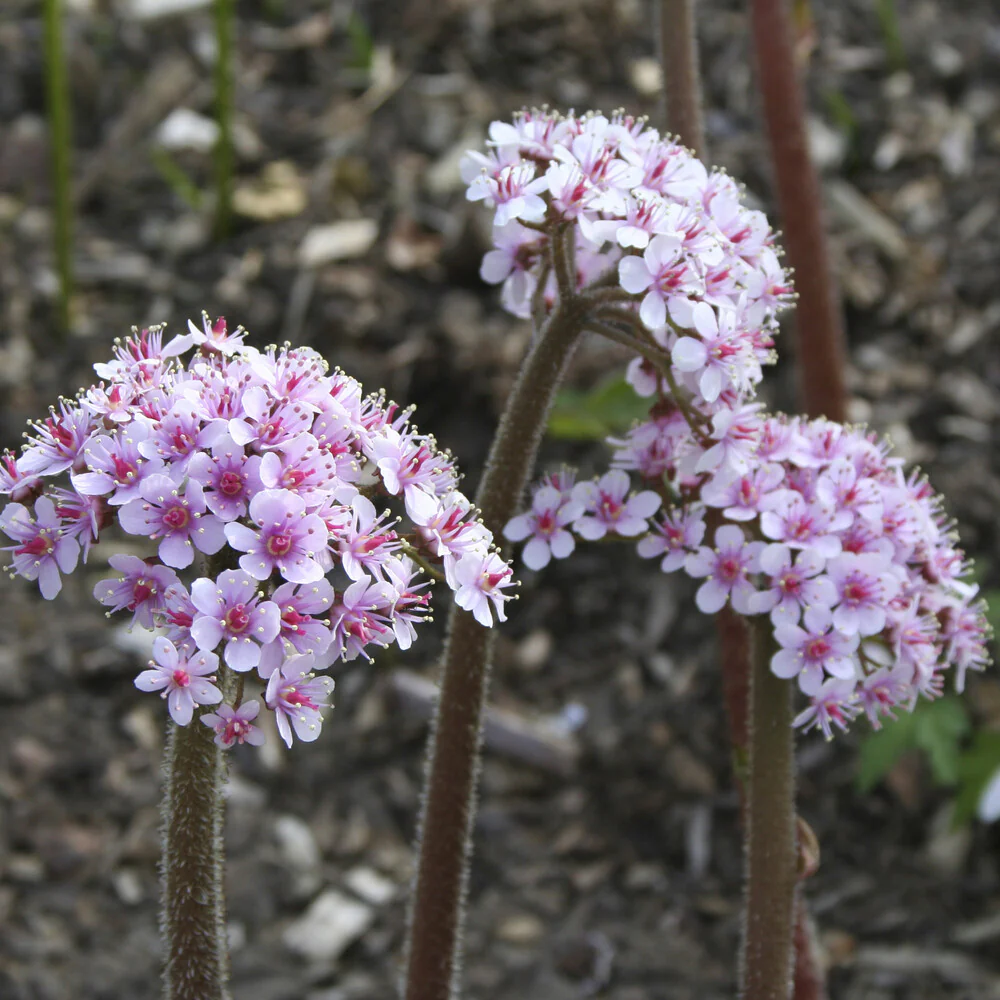 Schildblad - Image 3