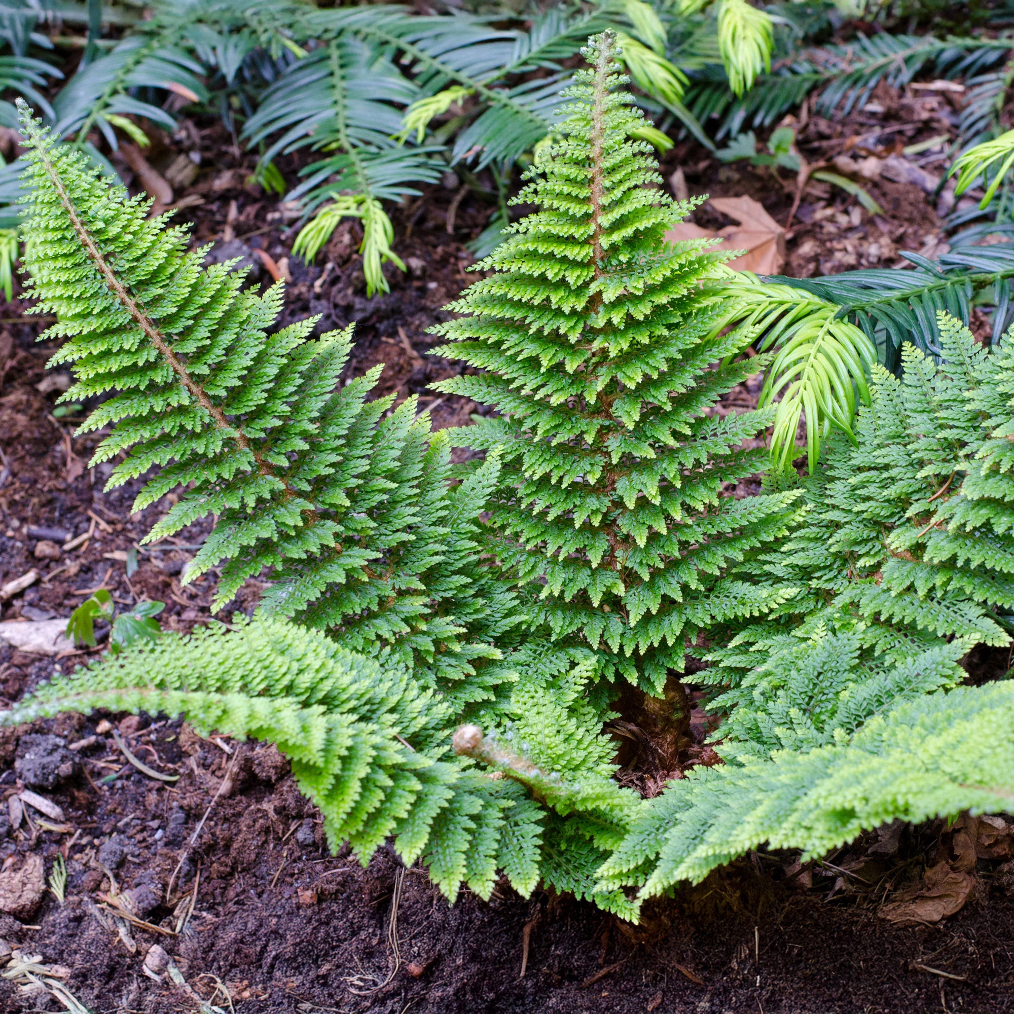 Schildvaren Plumosum - Image 3