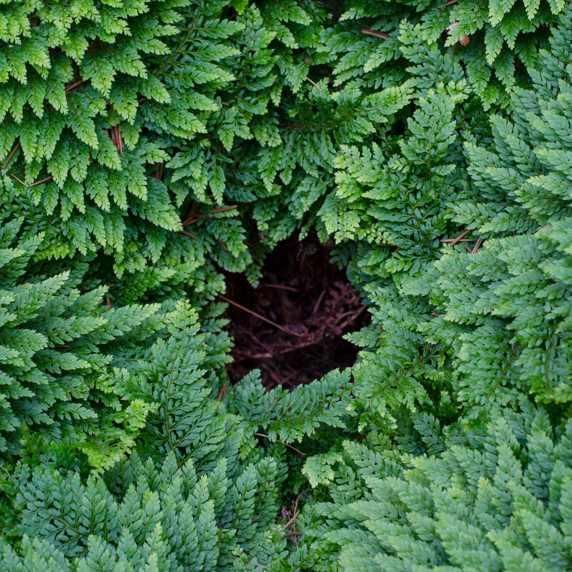 Schildvaren Plumosum - Image 4