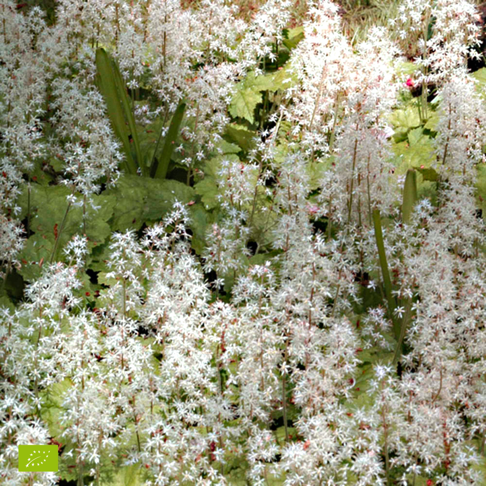Miniatuur 2