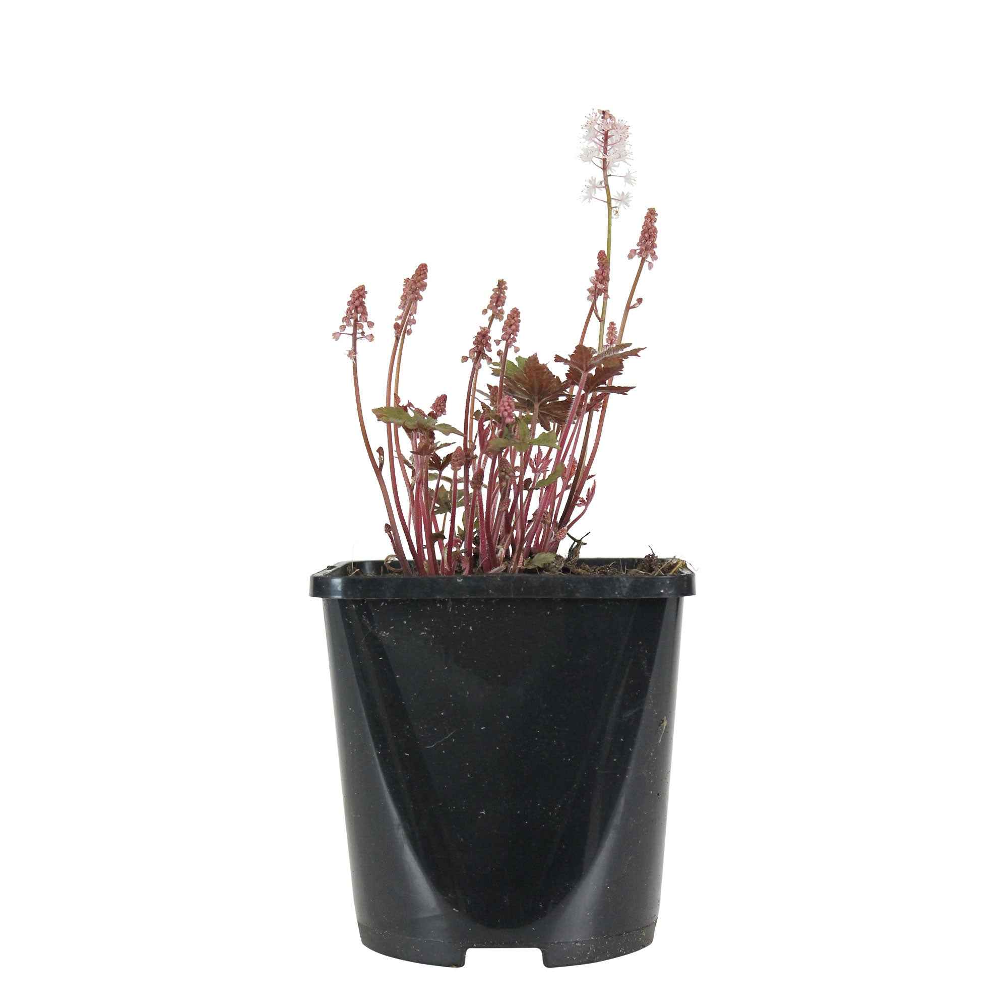 Schuimbloem Tiarella 'Pink Skyrocket' - Image 3