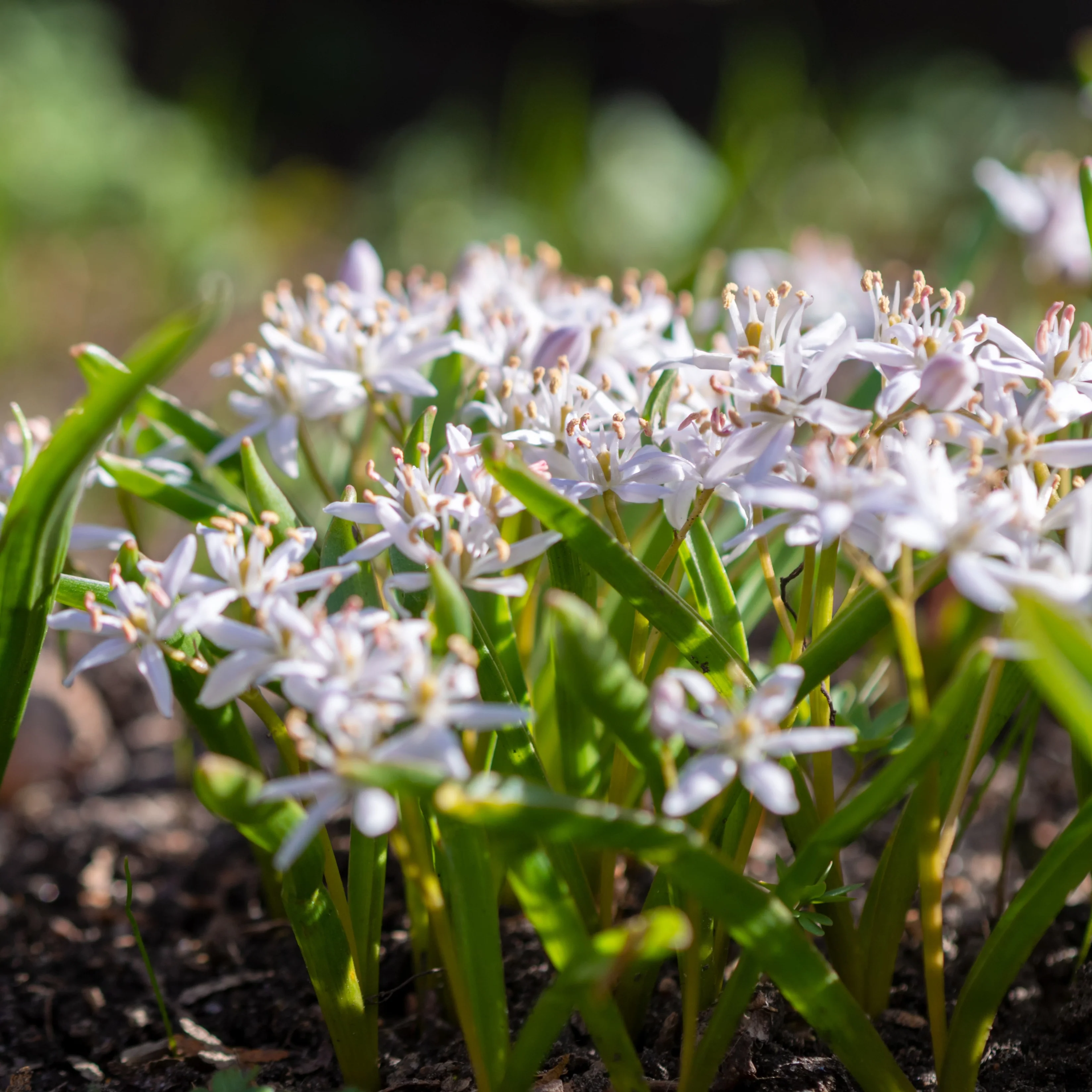 Scilla's met twee bladeren (x10)