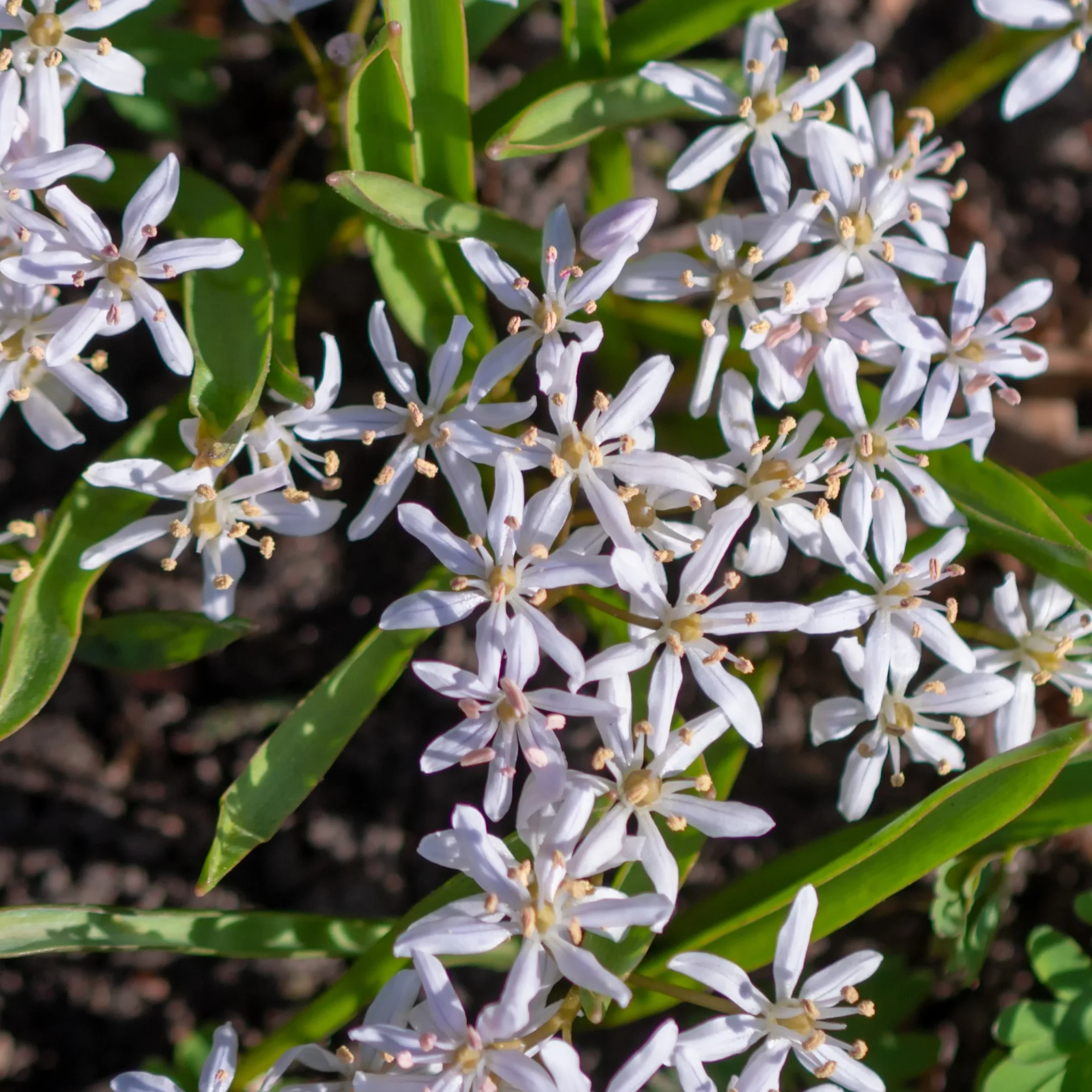 Scilla's met twee bladeren (x10) - Image 2