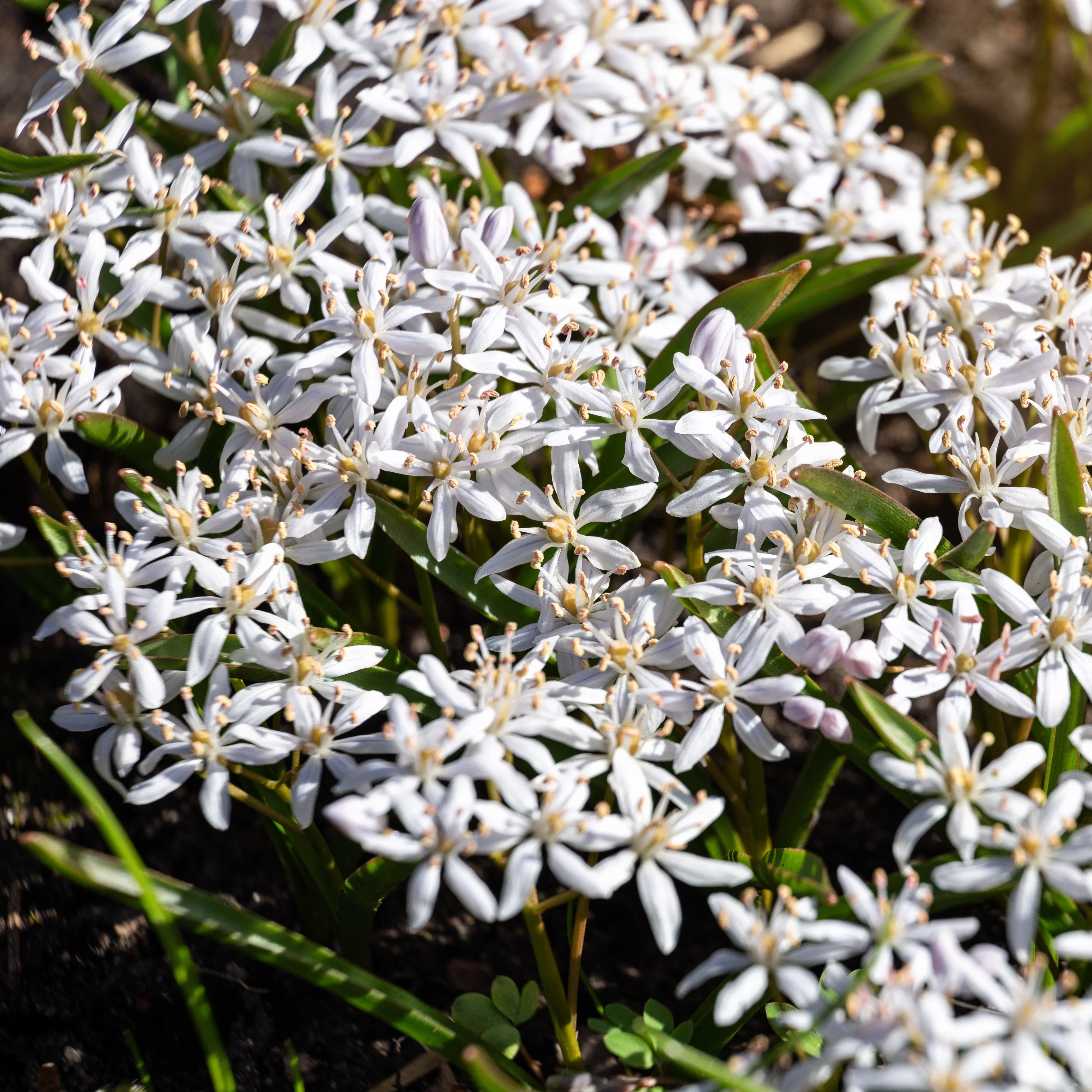 Scilla's met twee bladeren (x10) - Image 3