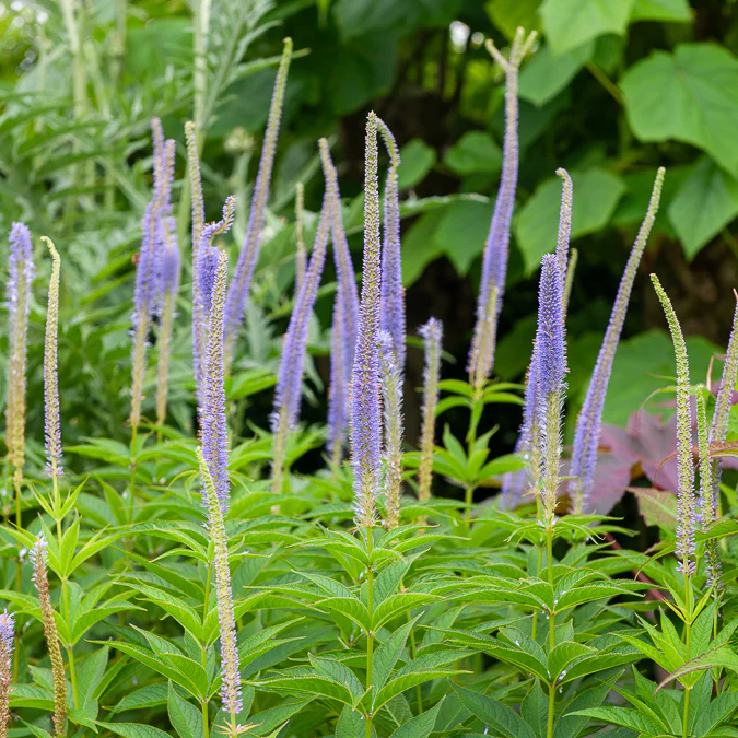 Scrophulariaceae Apollo - Image 2