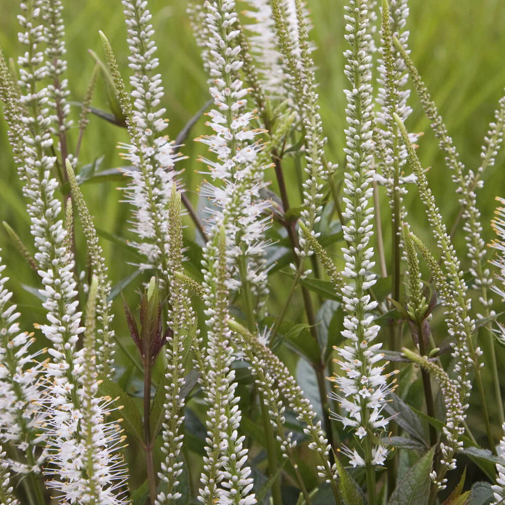 Scrophulariaceae blanche