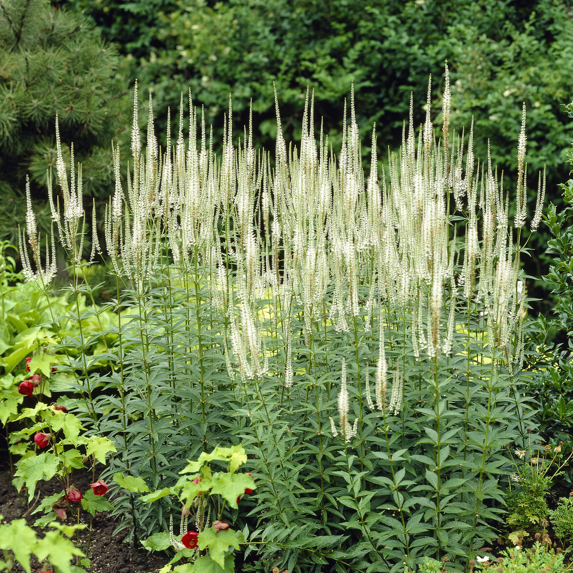 Scrophulariaceae blanche - Image 3