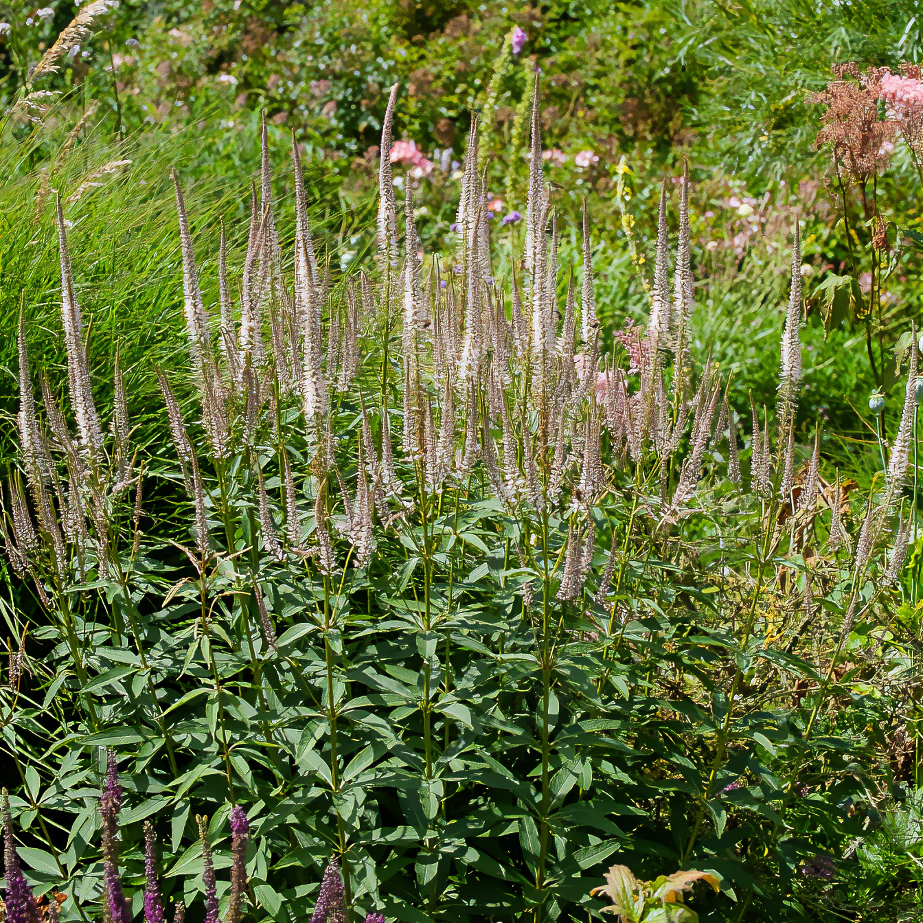 Scrophulariaceae Roseum