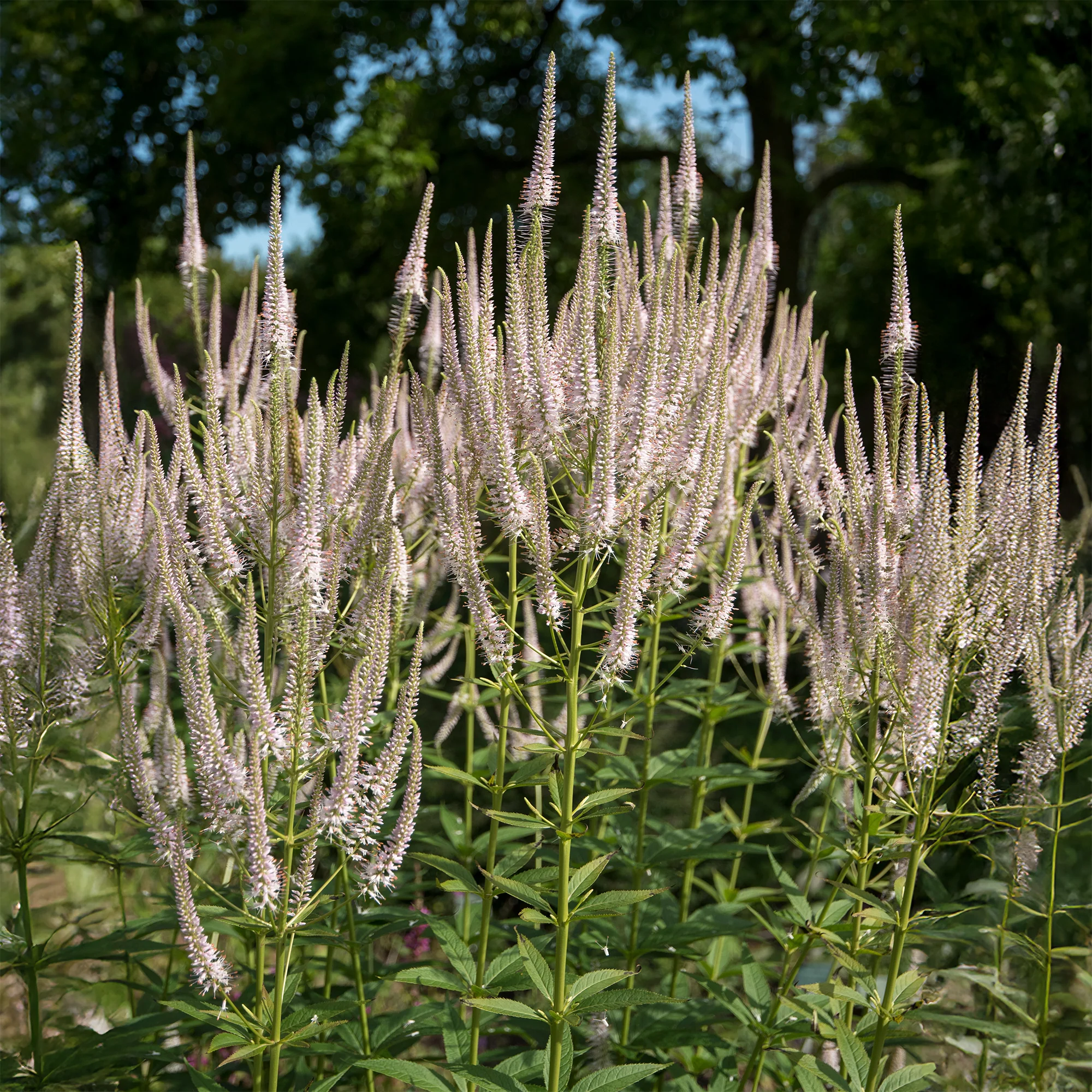 Scrophulariaceae Roseum - Image 2