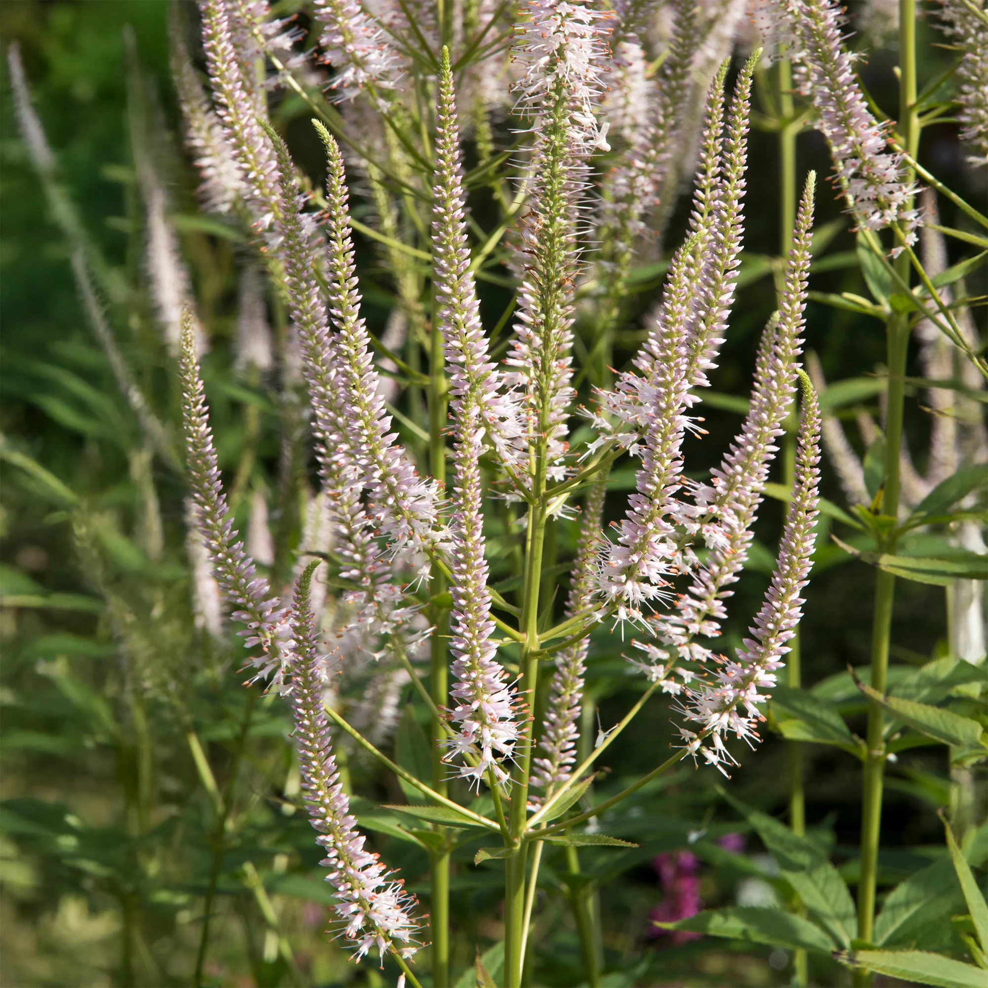 Scrophulariaceae Roseum - Image 3