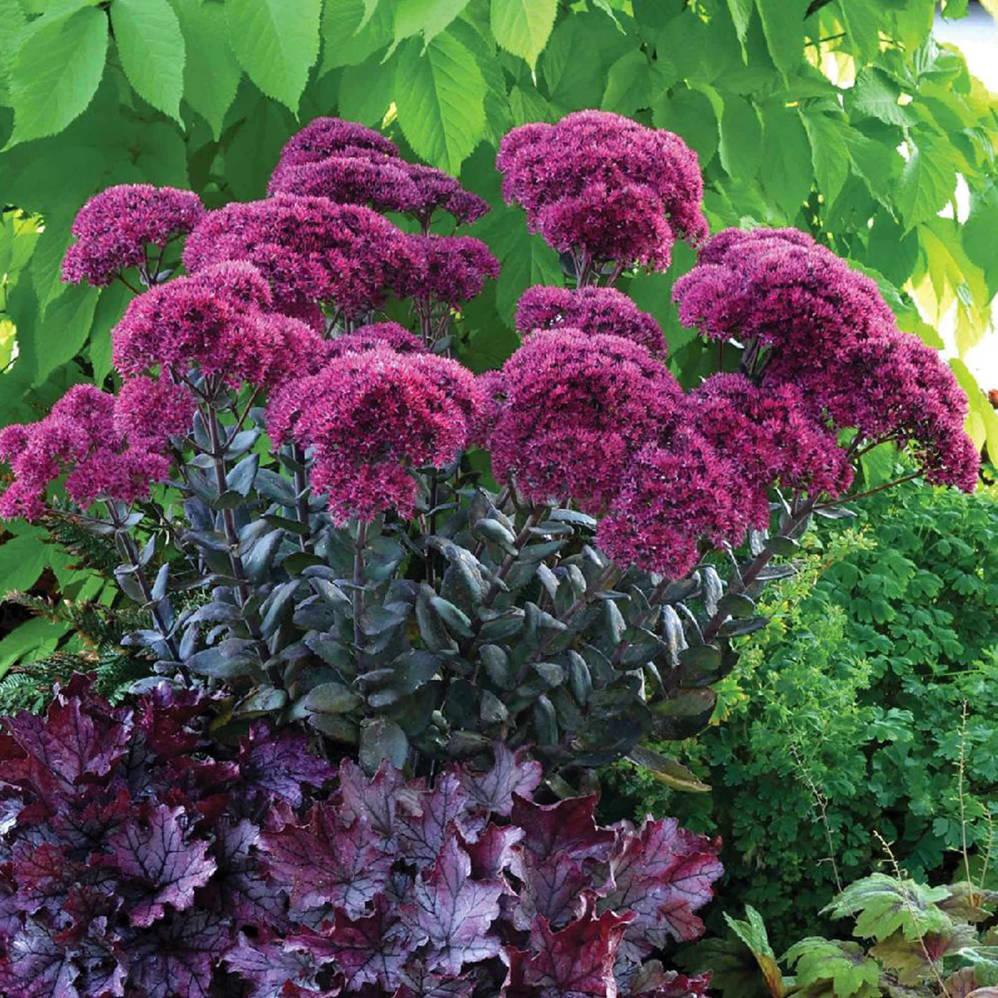 Sedum 'Thunderhead' / Vetkruid