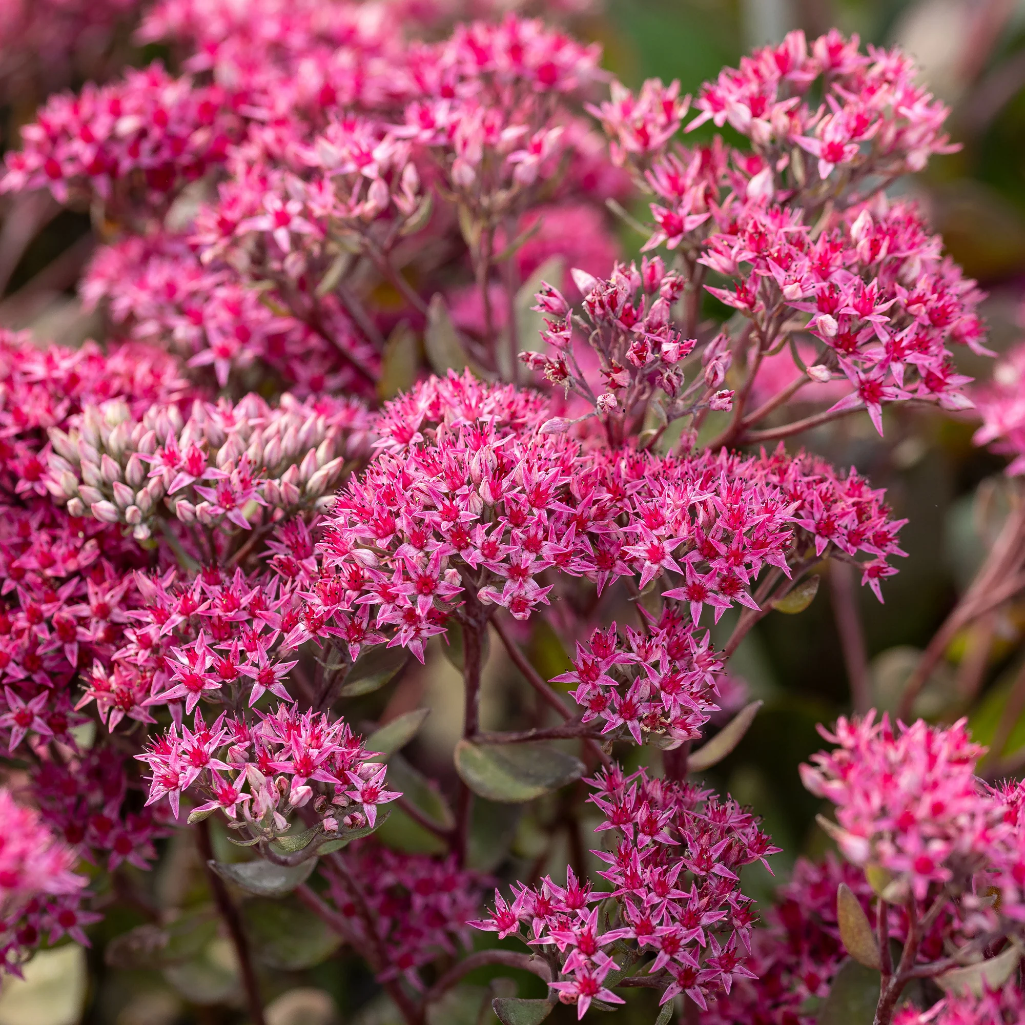 Sedum 'Thunderhead' / Vetkruid - Image 2
