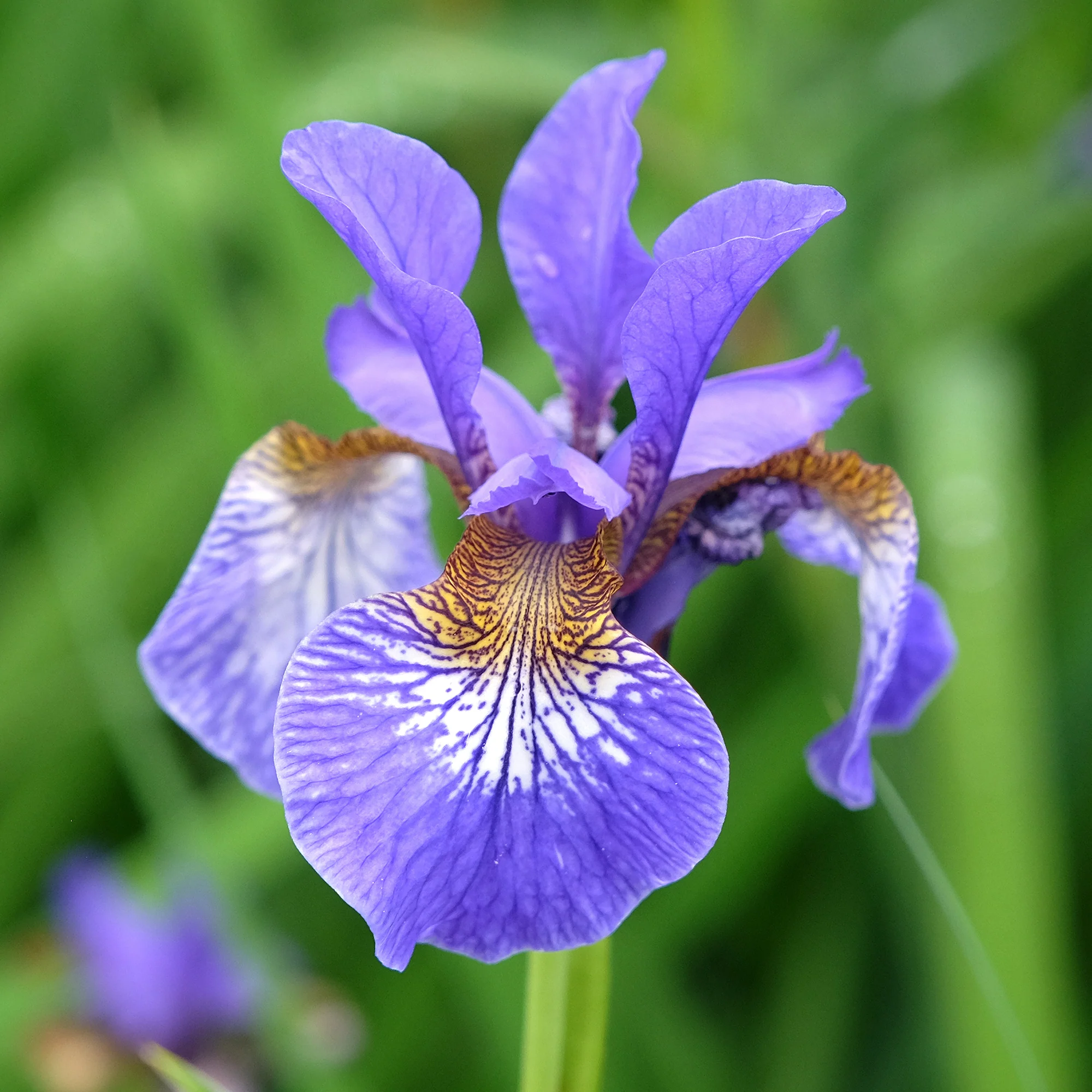 Siberische iris - Image 5