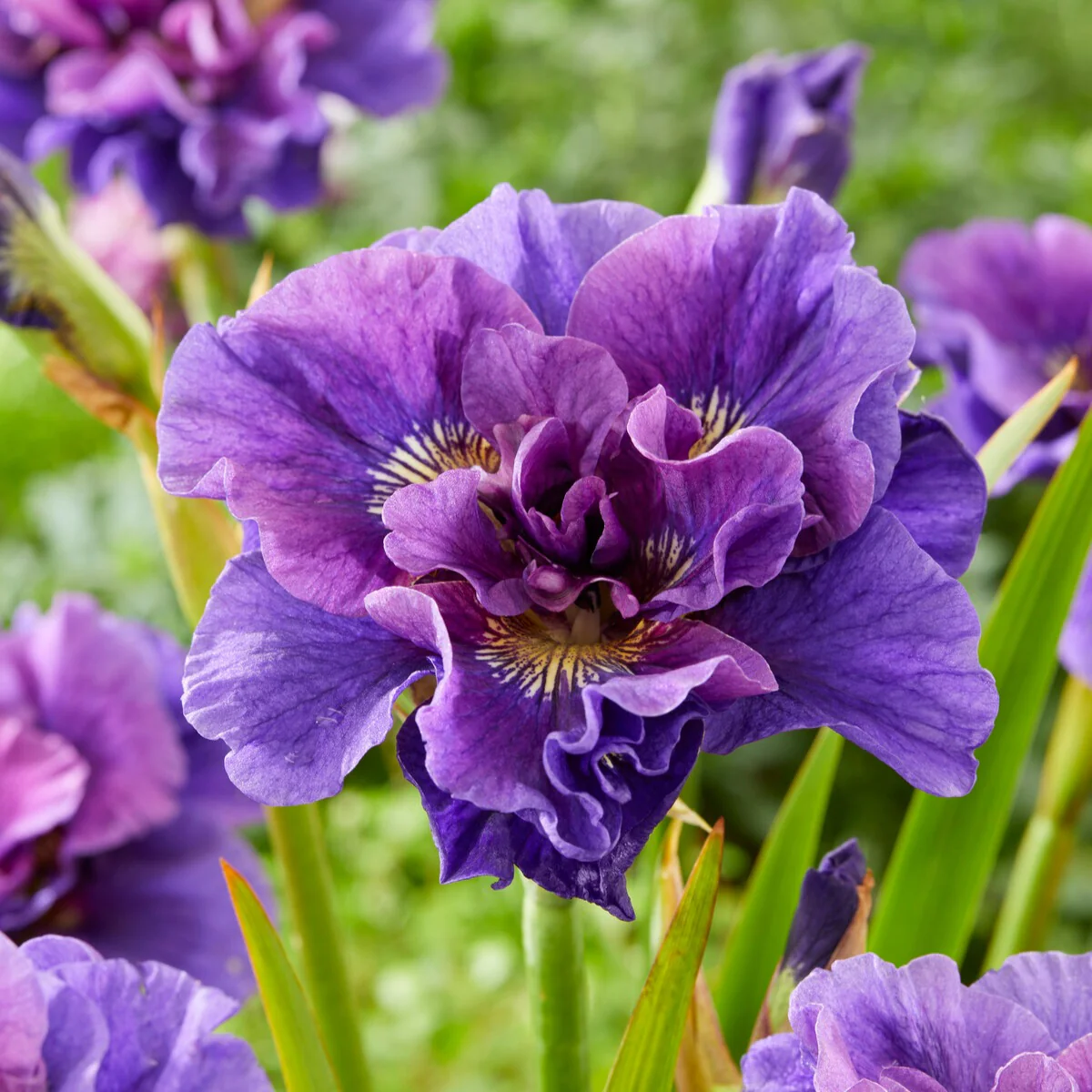 Siberische iris 'Concord Crush'