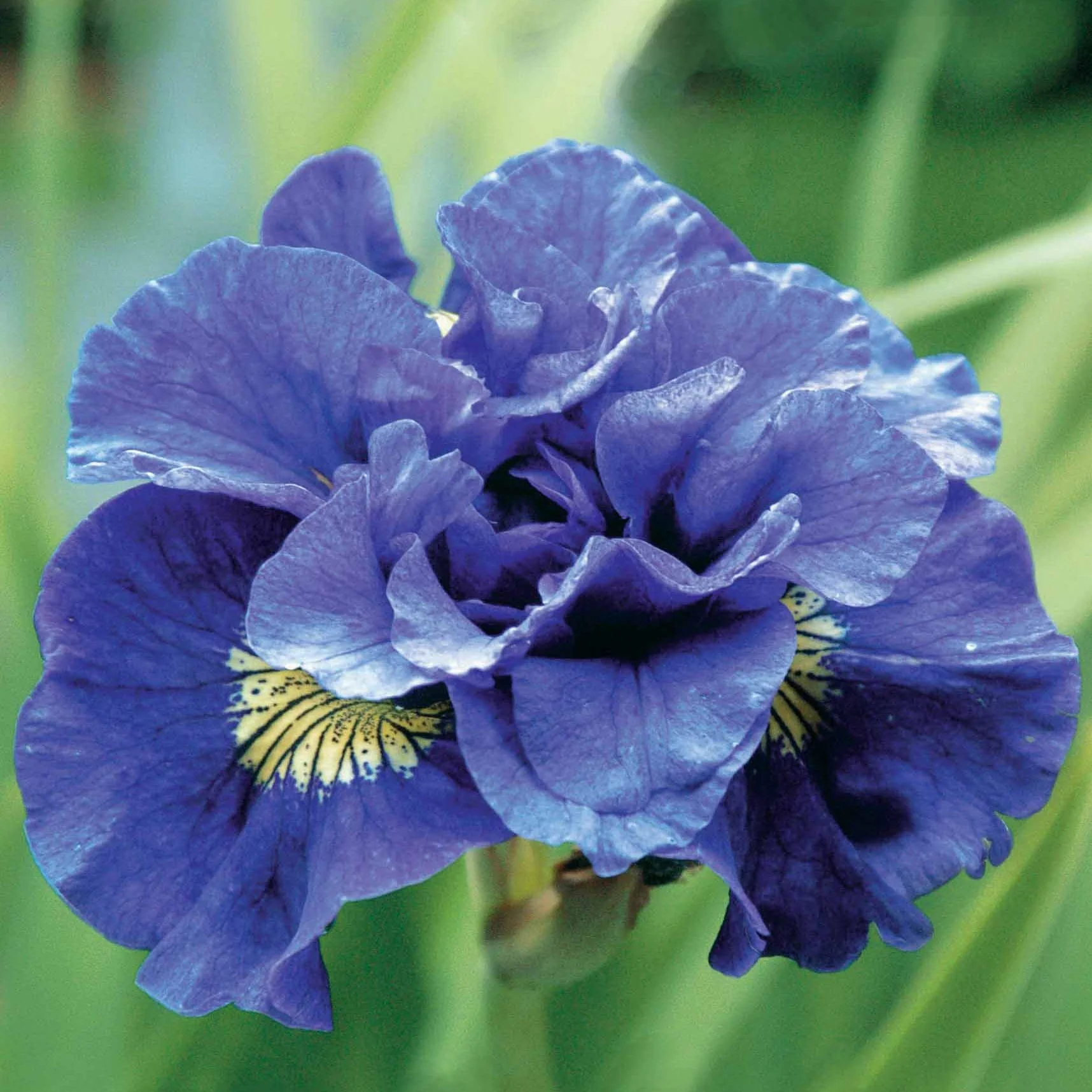 Siberische iris 'Concord Crush' - Image 2