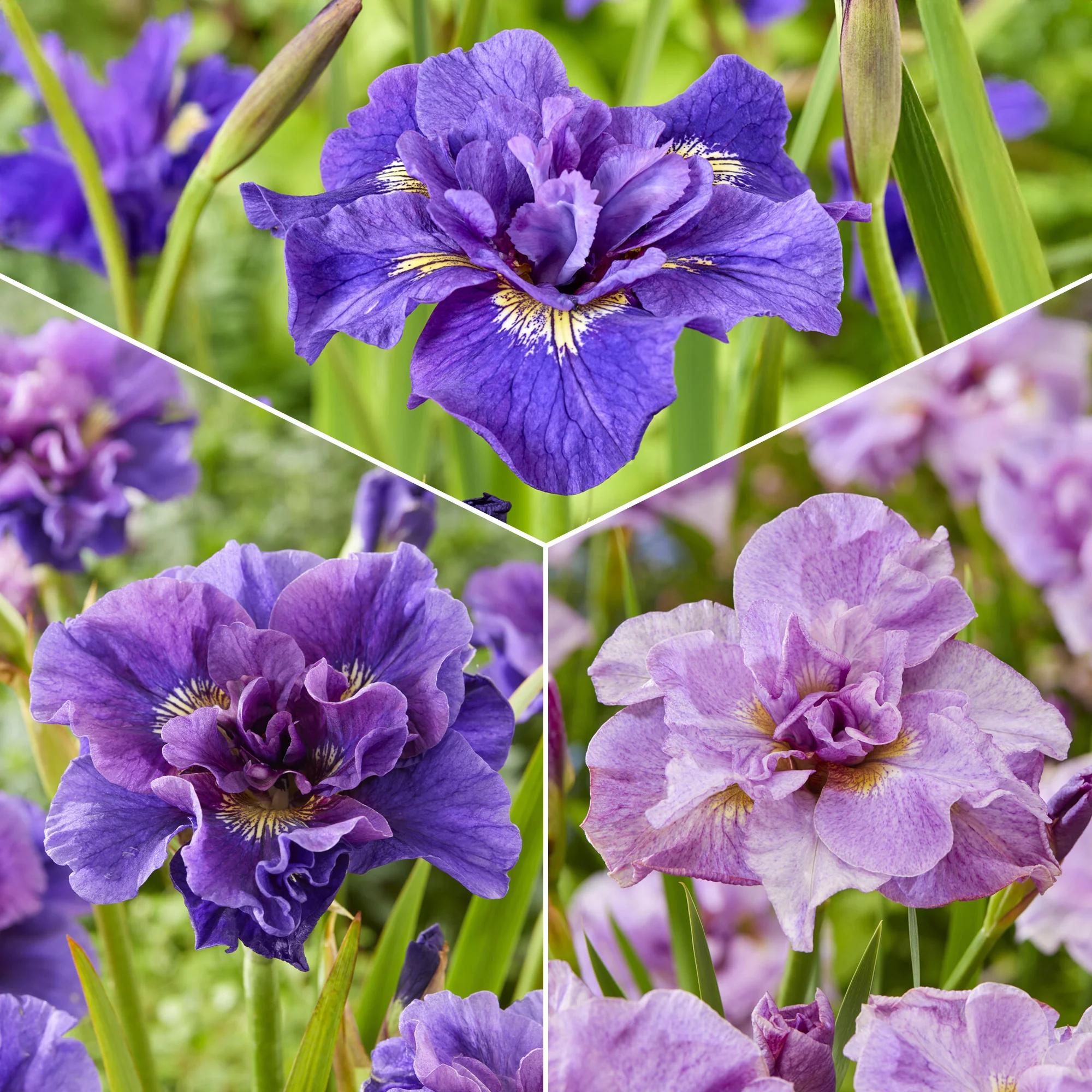 Siberische iris Mix